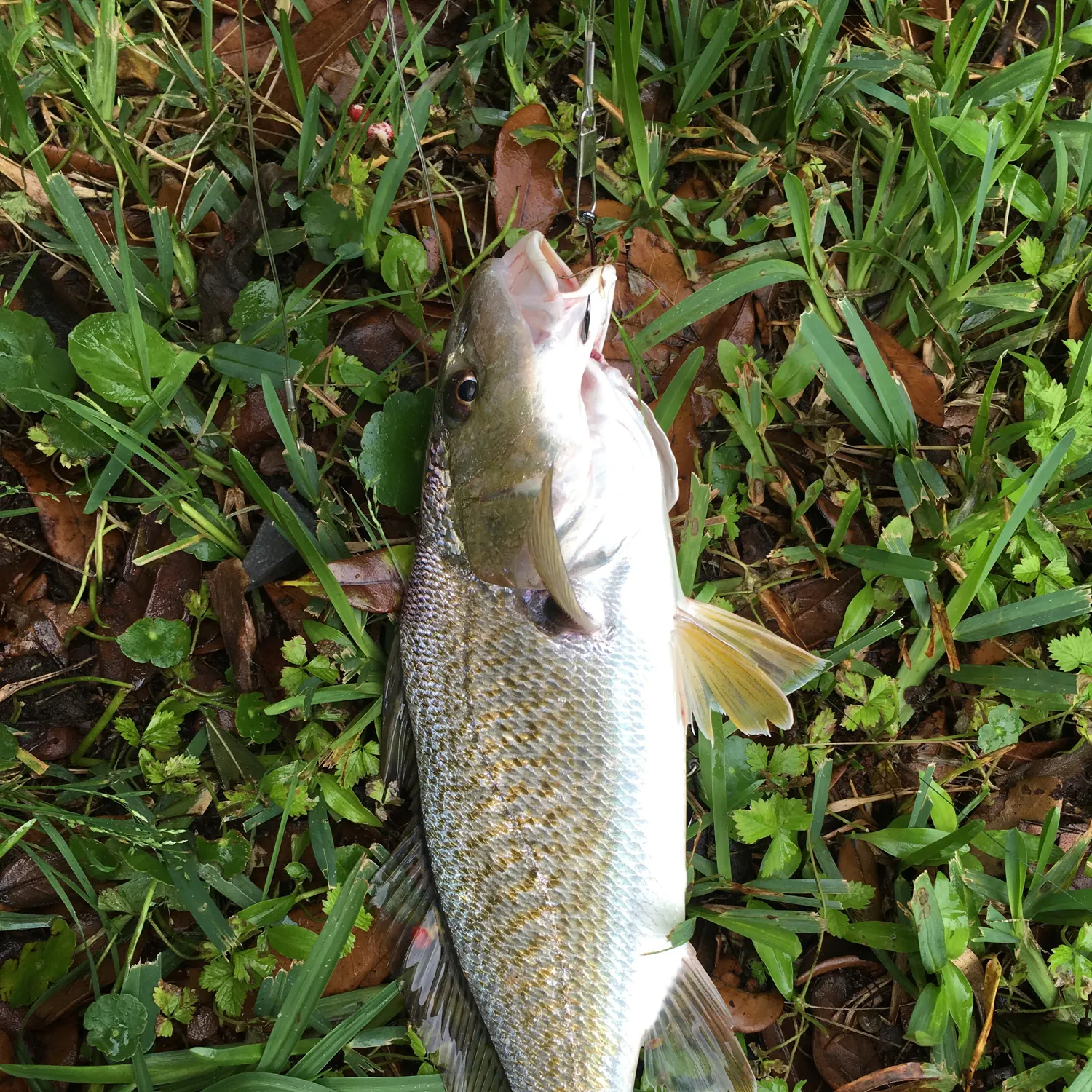 The most recent Law croaker catches on Fishbrain