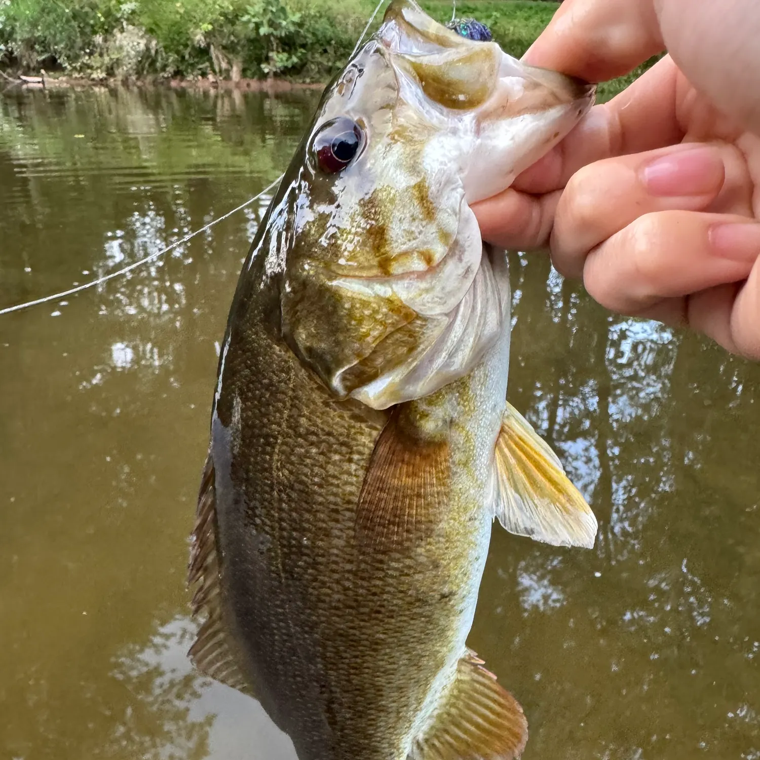 Smallmouth bass caught on Fishbrain