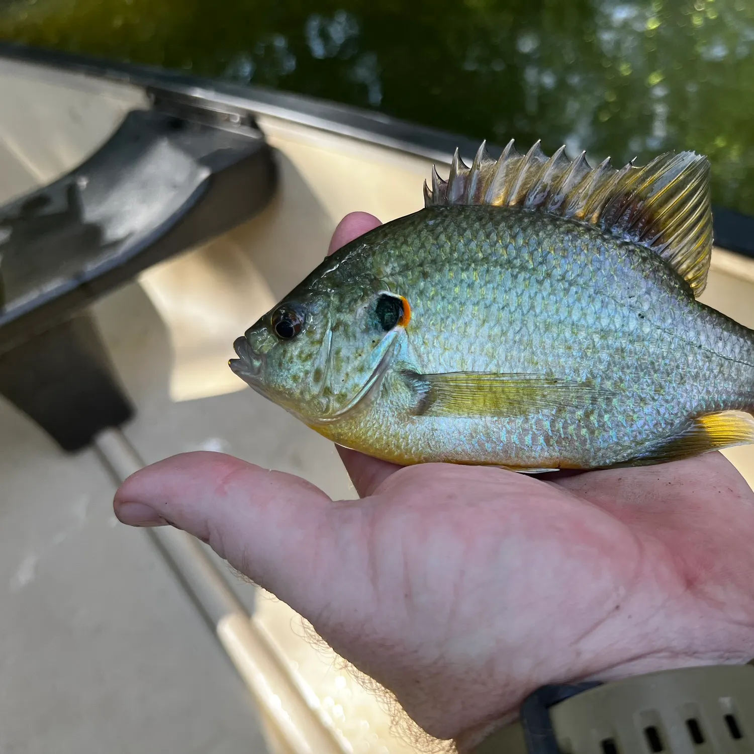 Redear sunfish caught on Fishbrain