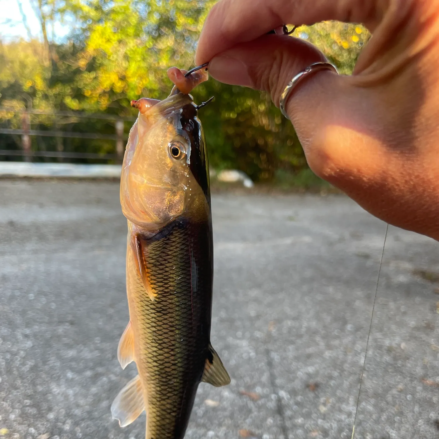 River chub caught on Fishbrain