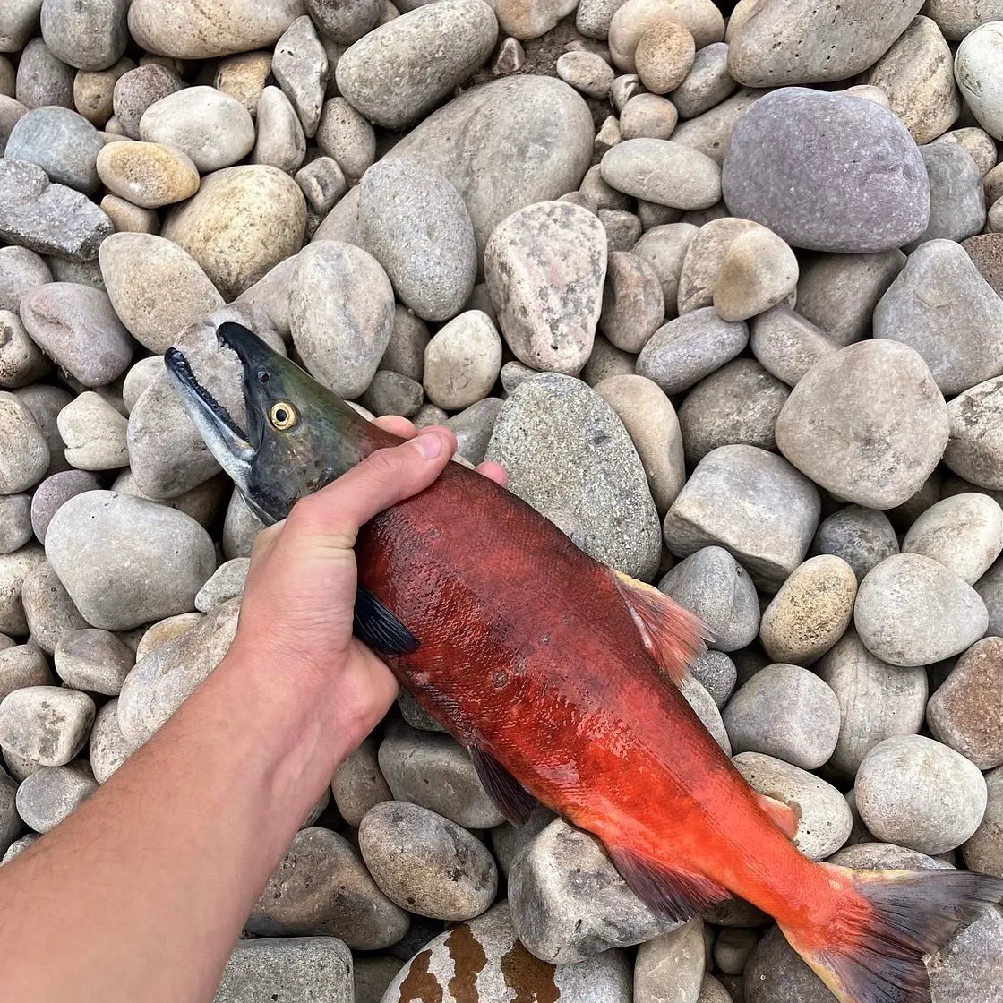 The most recent Sockeye salmon catches on Fishbrain