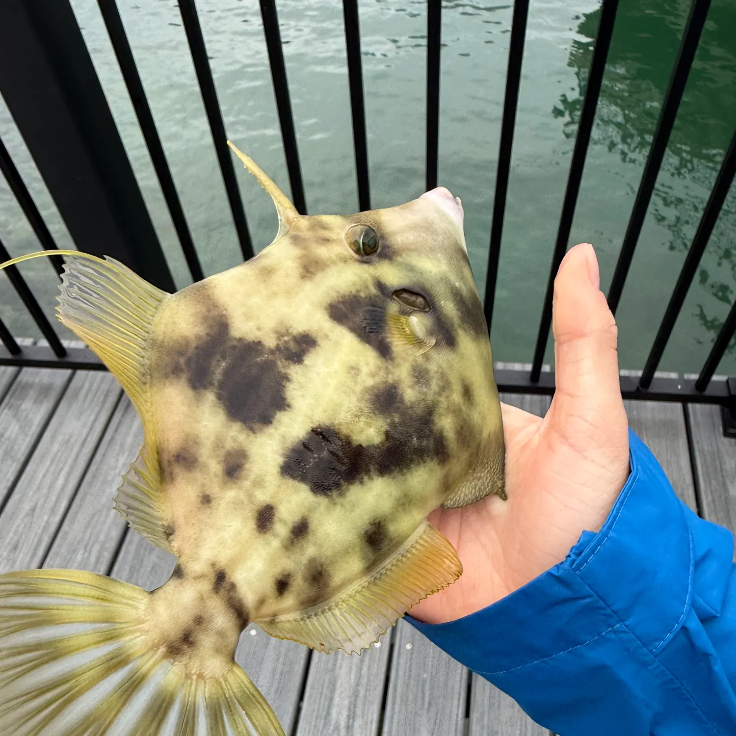 The most recent Planehead filefish catches on Fishbrain