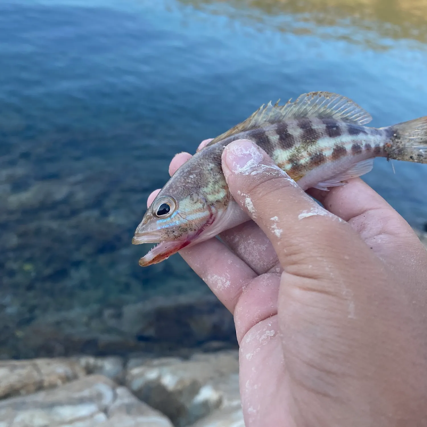 The most recent Comber catches on Fishbrain