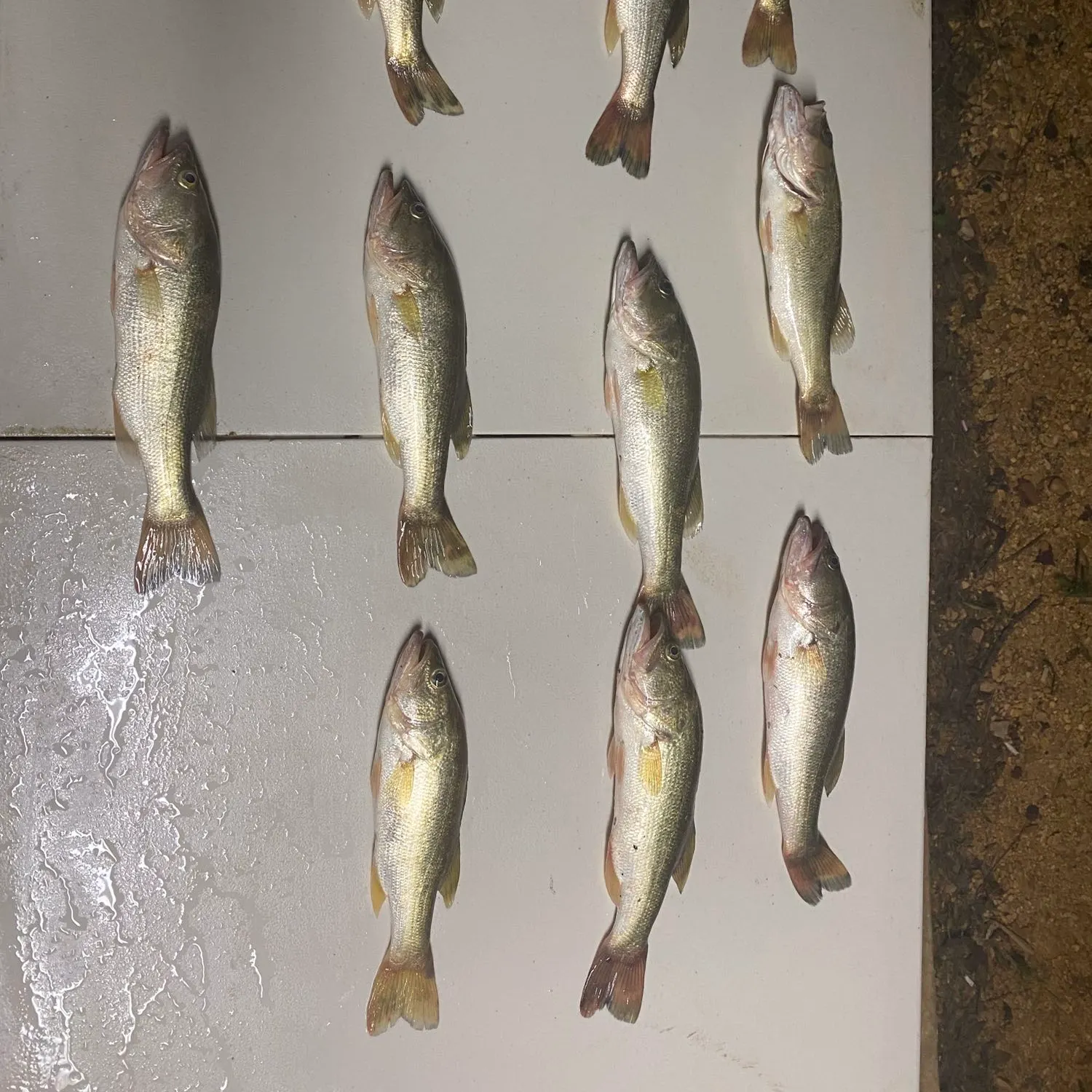 recently logged catches