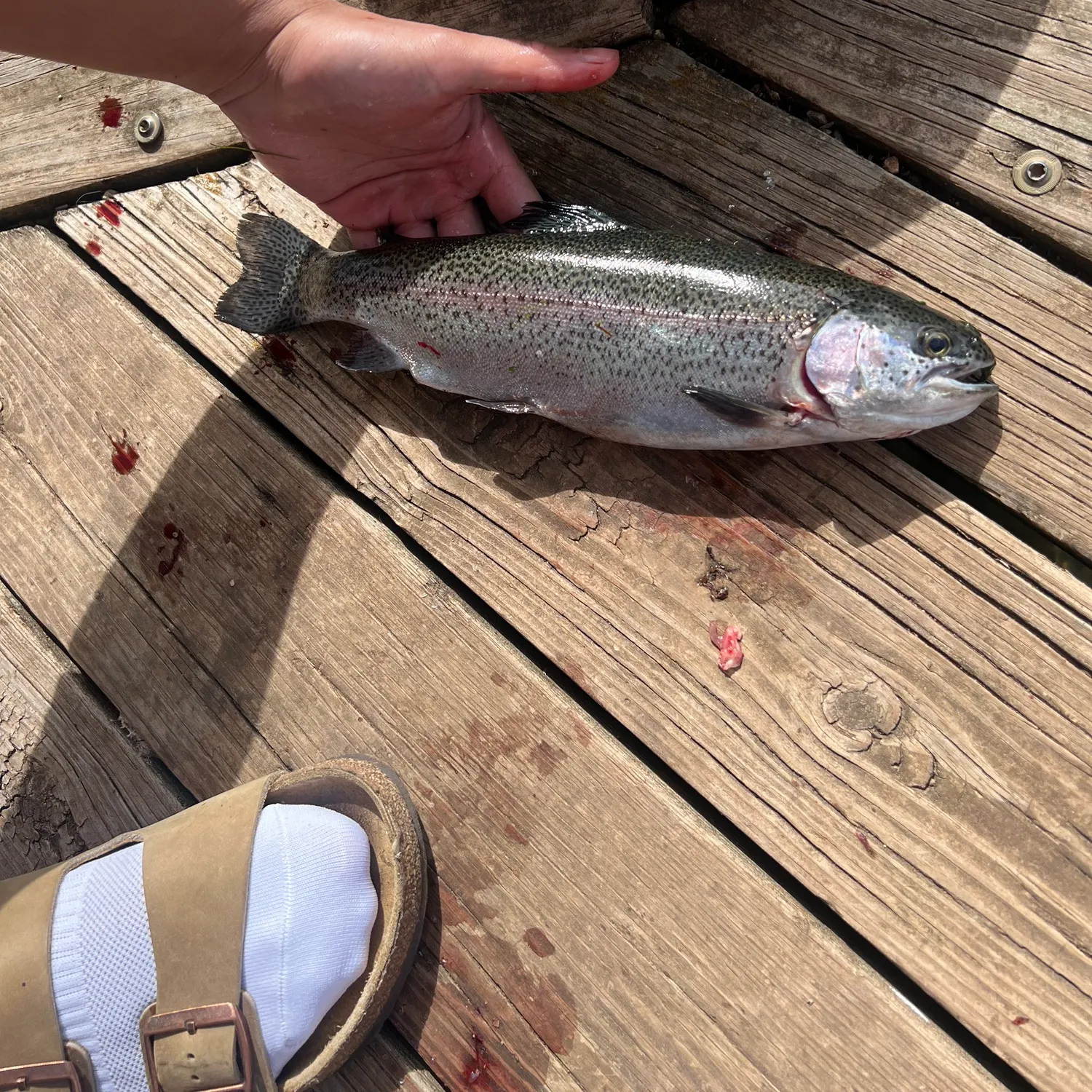 Rainbow trout caught on Fishbrain