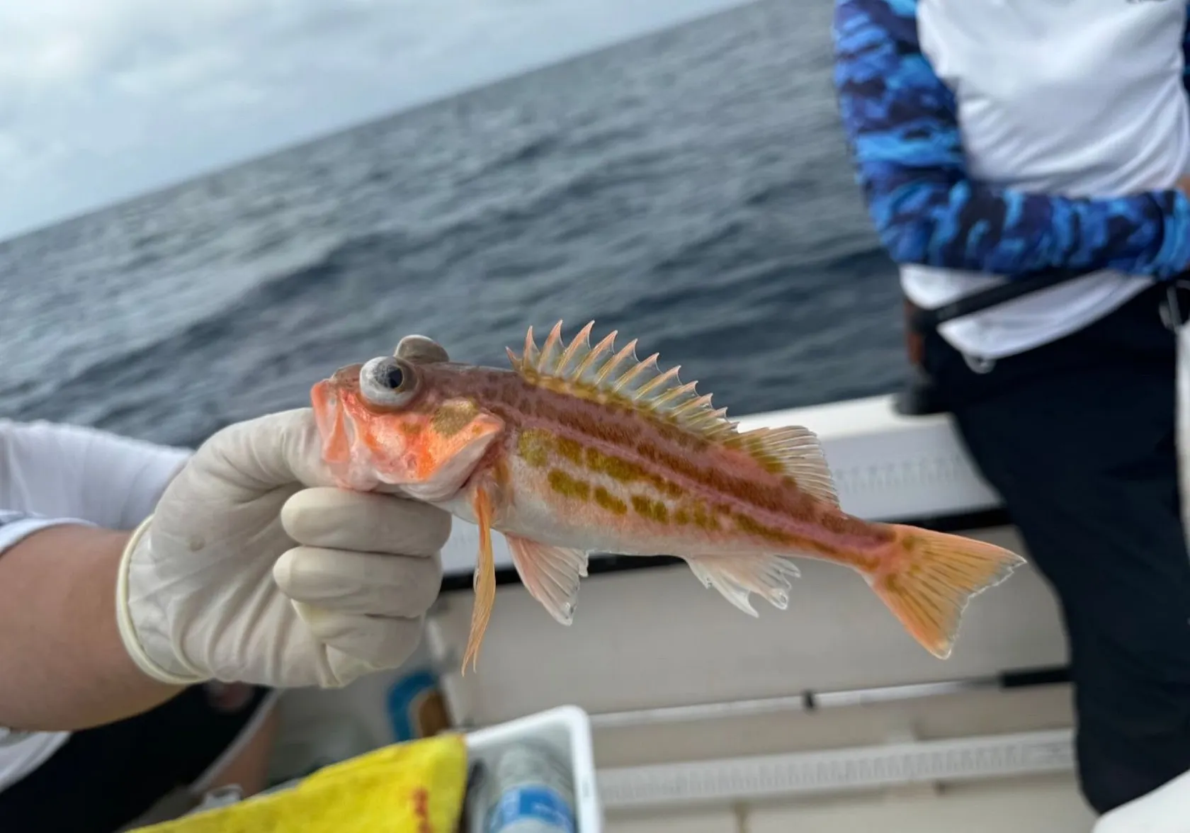 Greenstriped rockfish