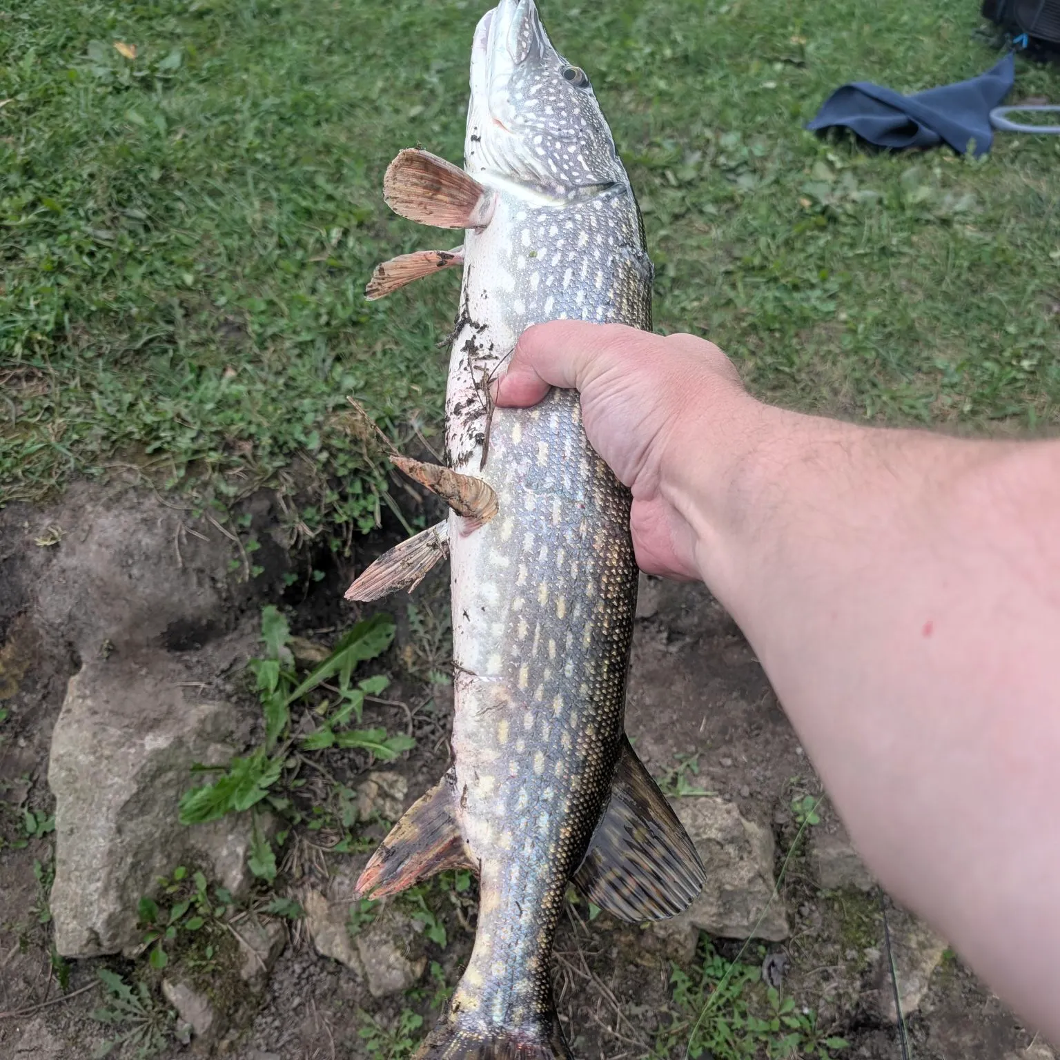 Northern pike caught on Fishbrain