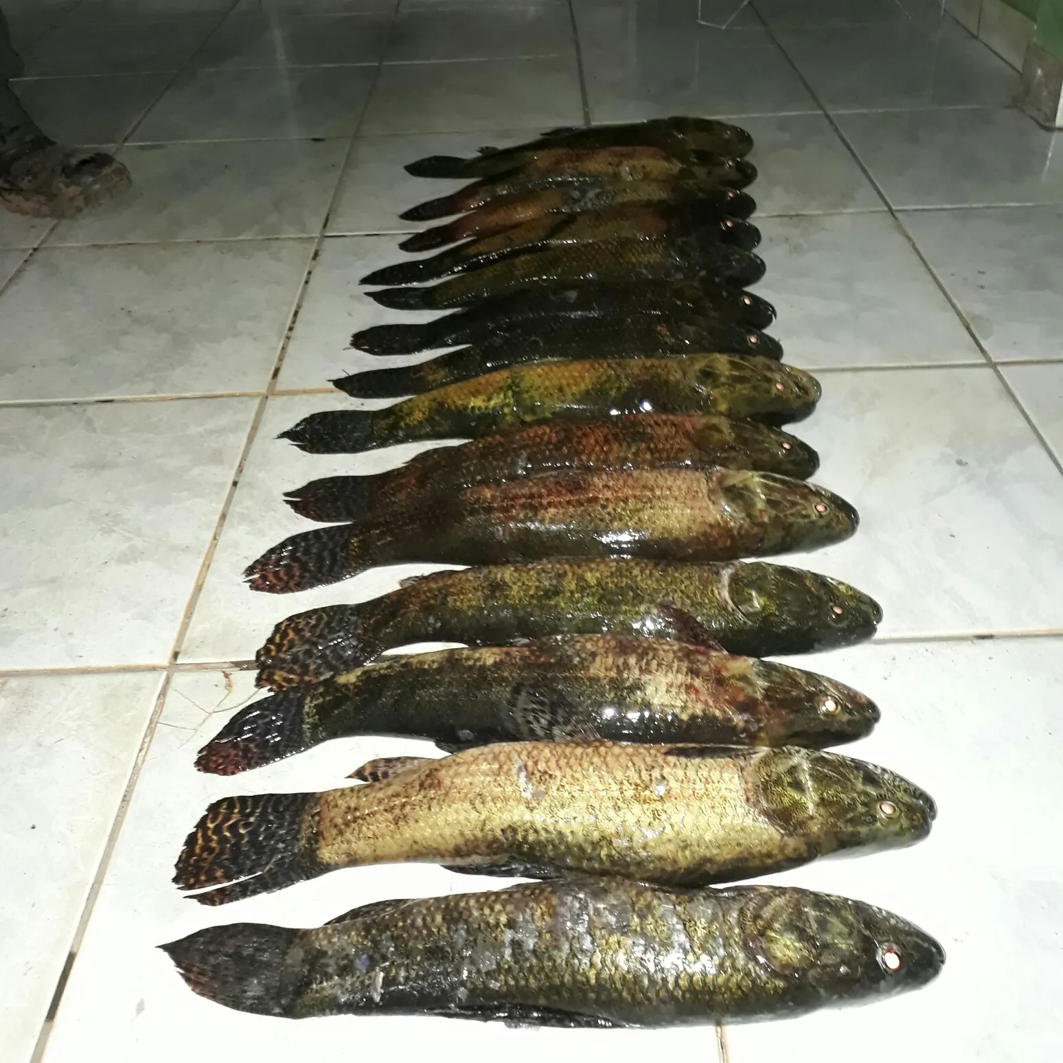 recently logged catches