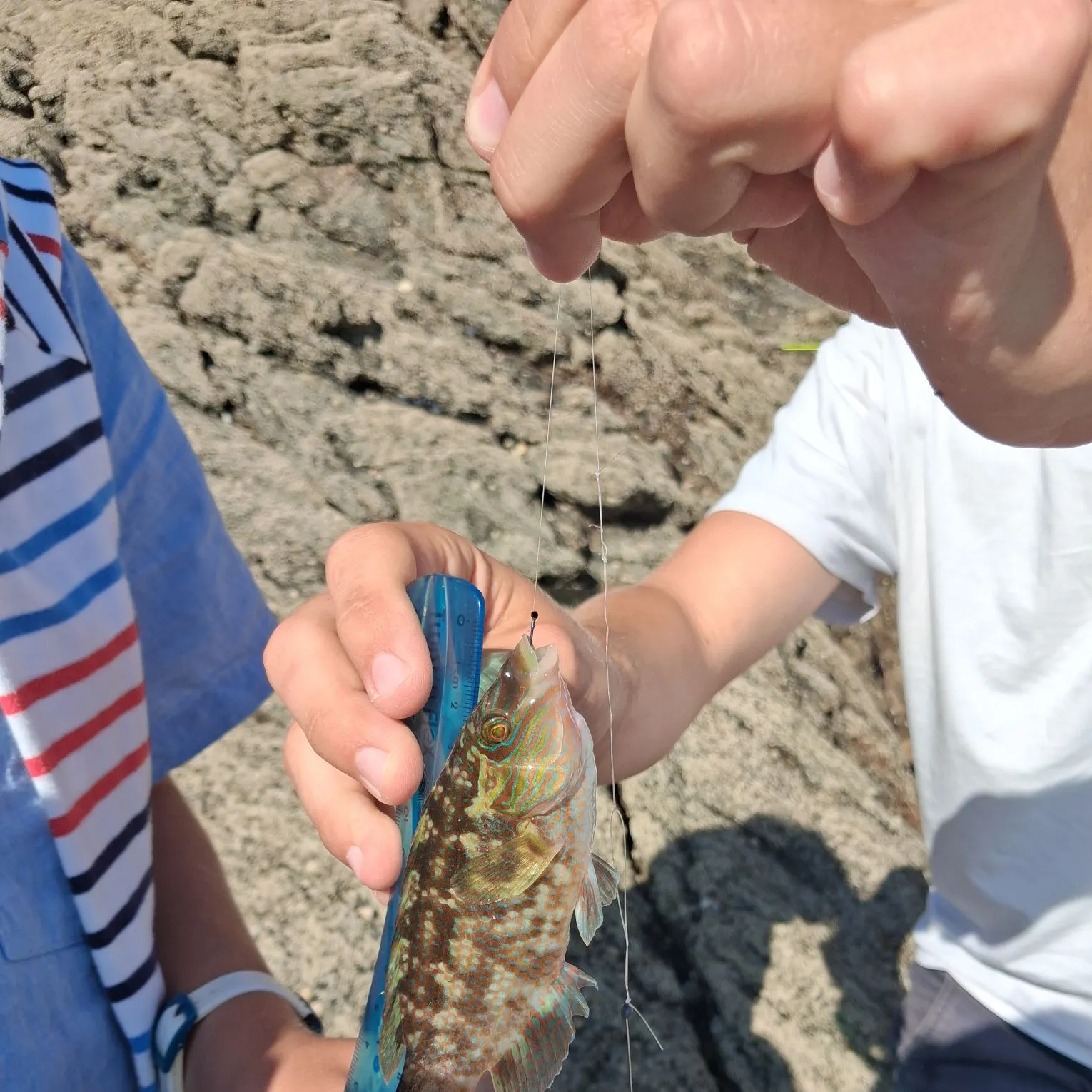 Corkwing wrasse caught on Fishbrain