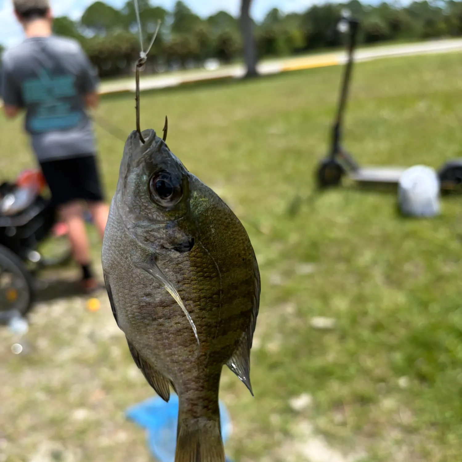 Bluegill caught on Fishbrain