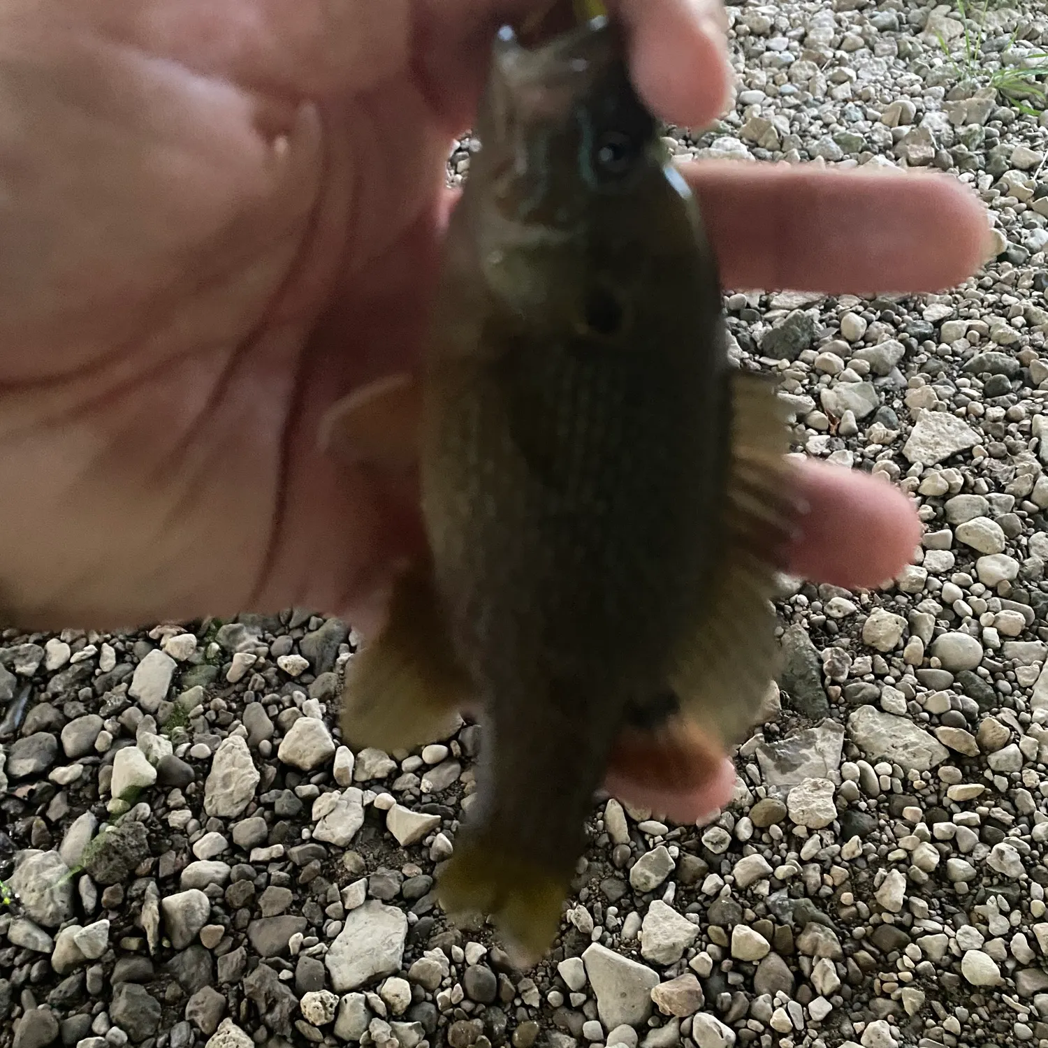 Green sunfish caught on Fishbrain