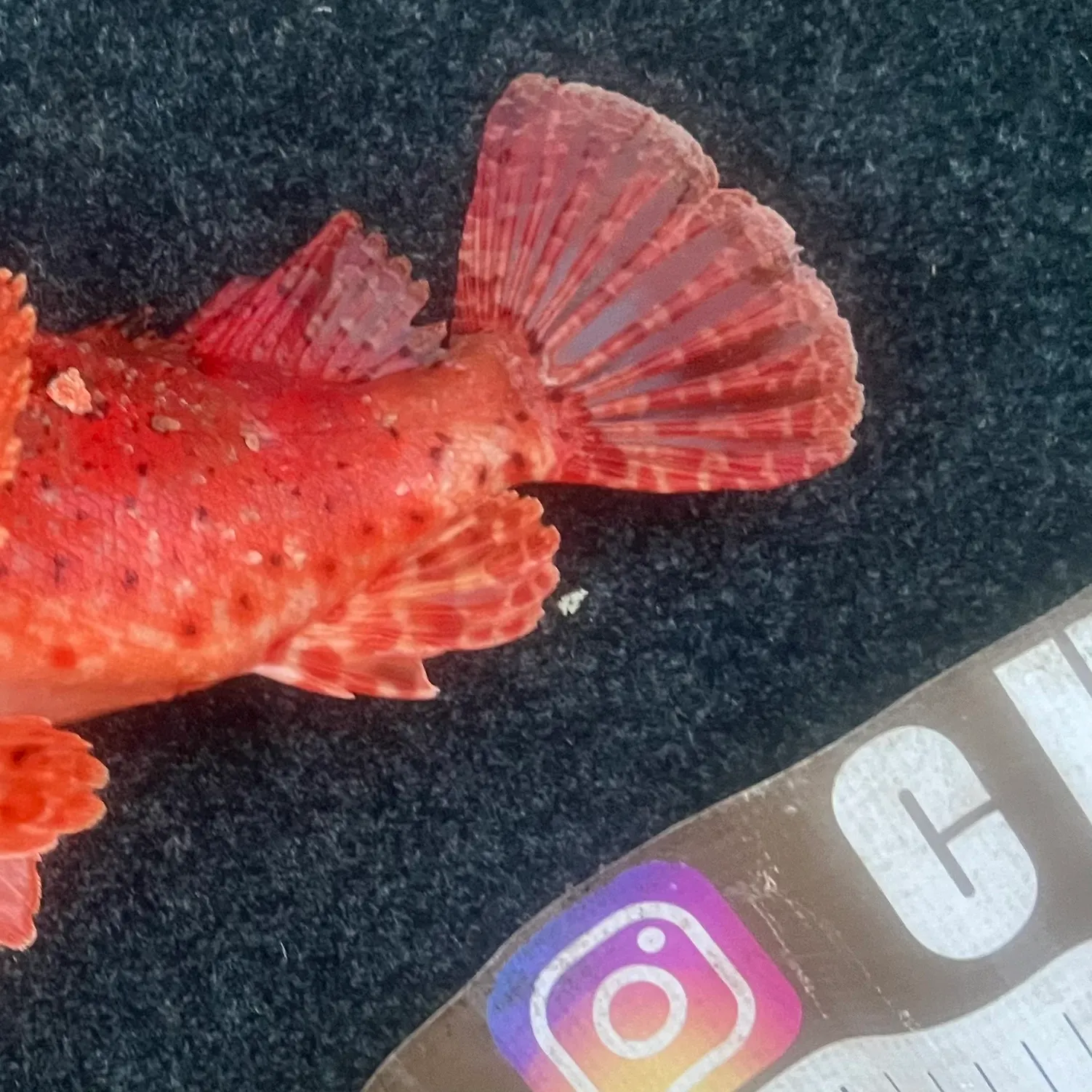 The most recent Eastern red scorpionfish catches on Fishbrain