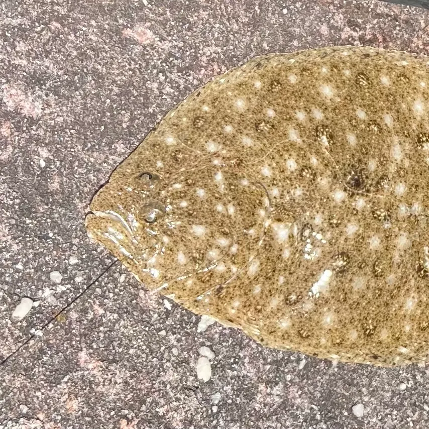 The most recent Largetooth flounder catches on Fishbrain