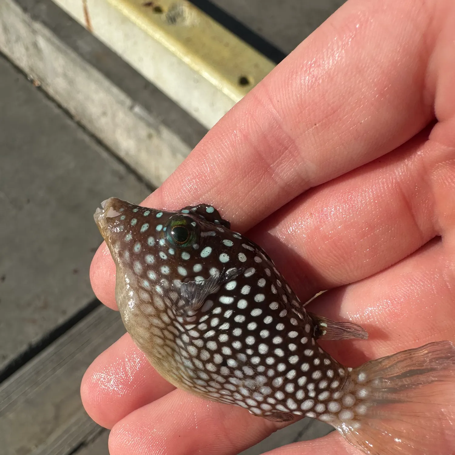 The most recent White-spotted puffer catches on Fishbrain