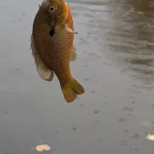 Green sunfish caught on Fishbrain