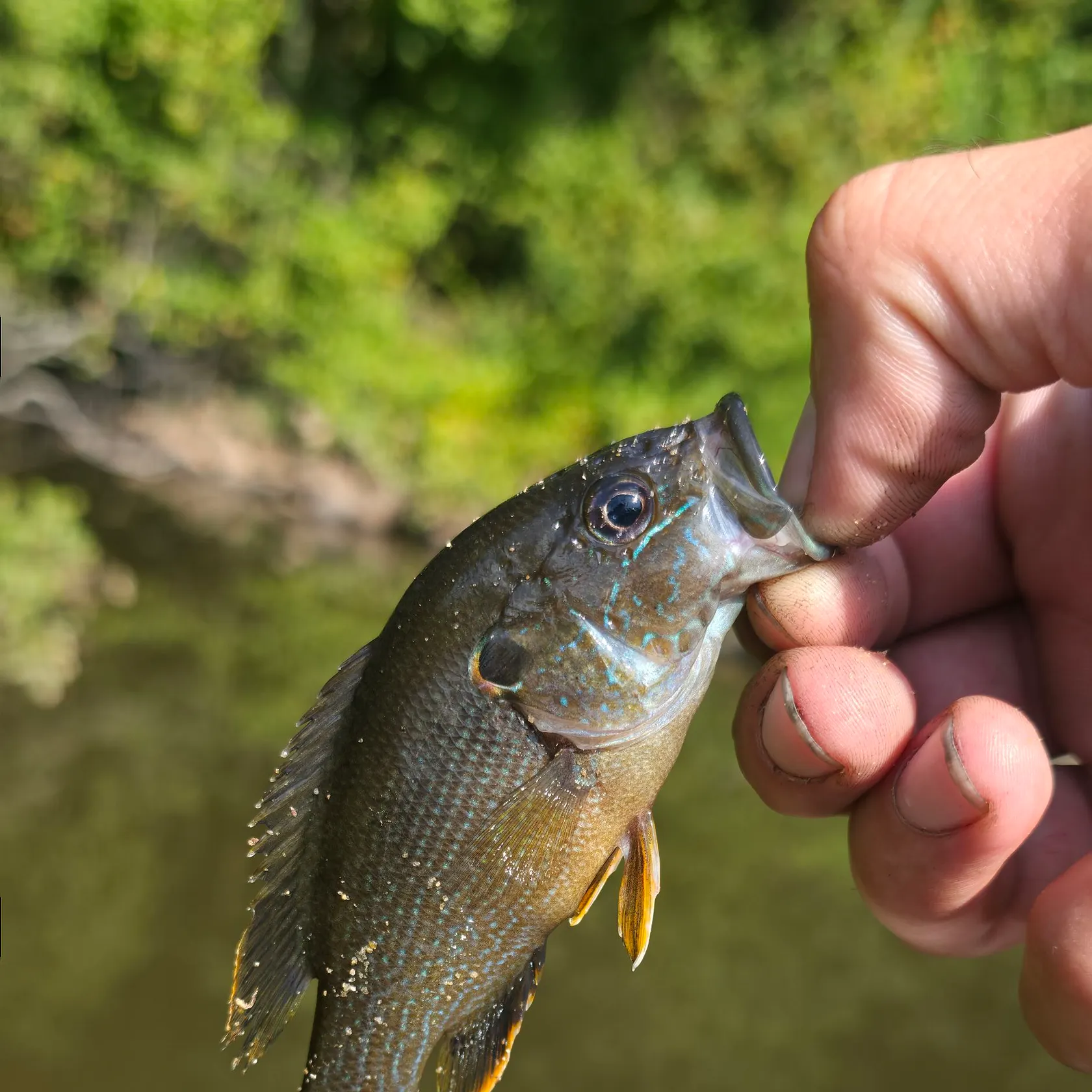 Green sunfish caught on Fishbrain