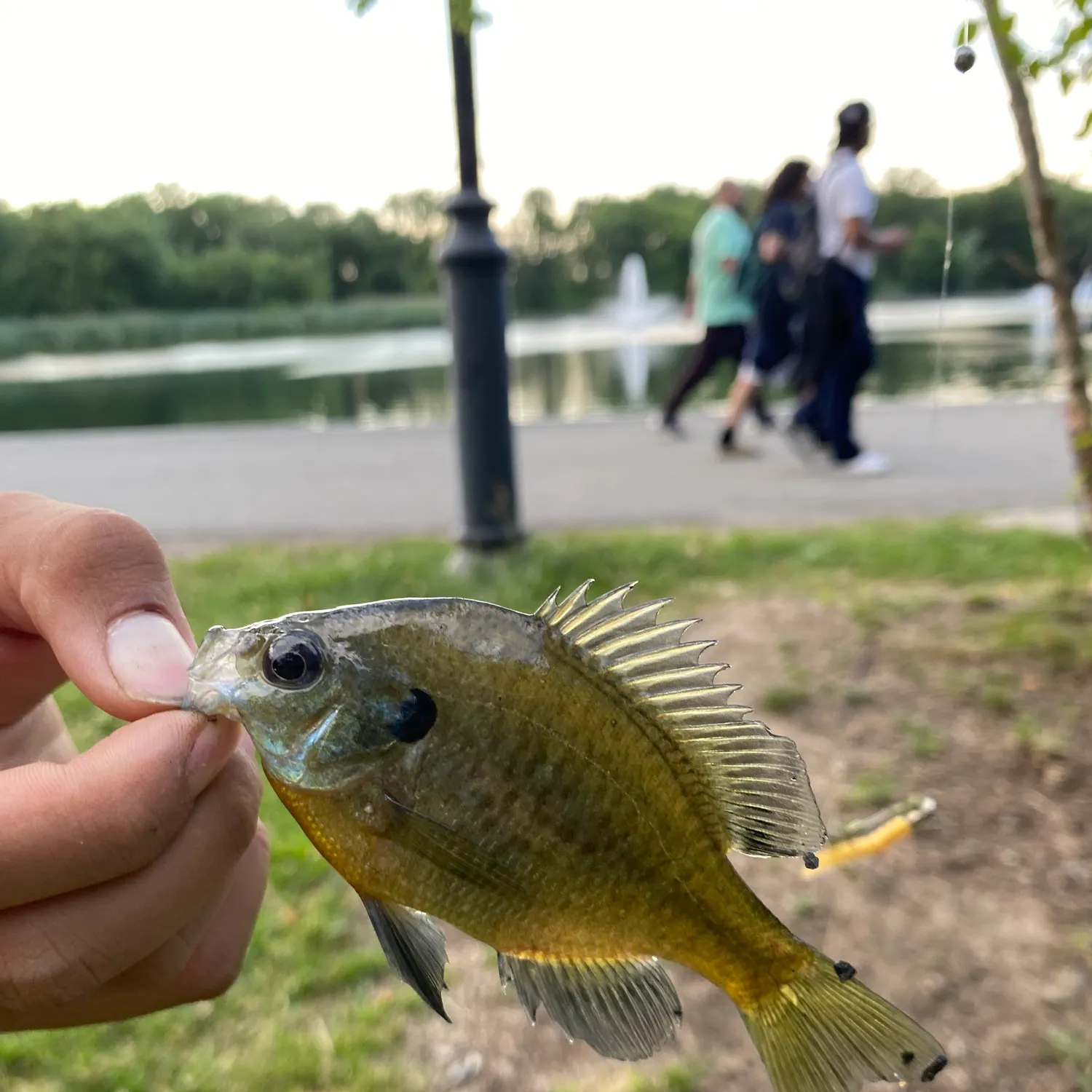 catch