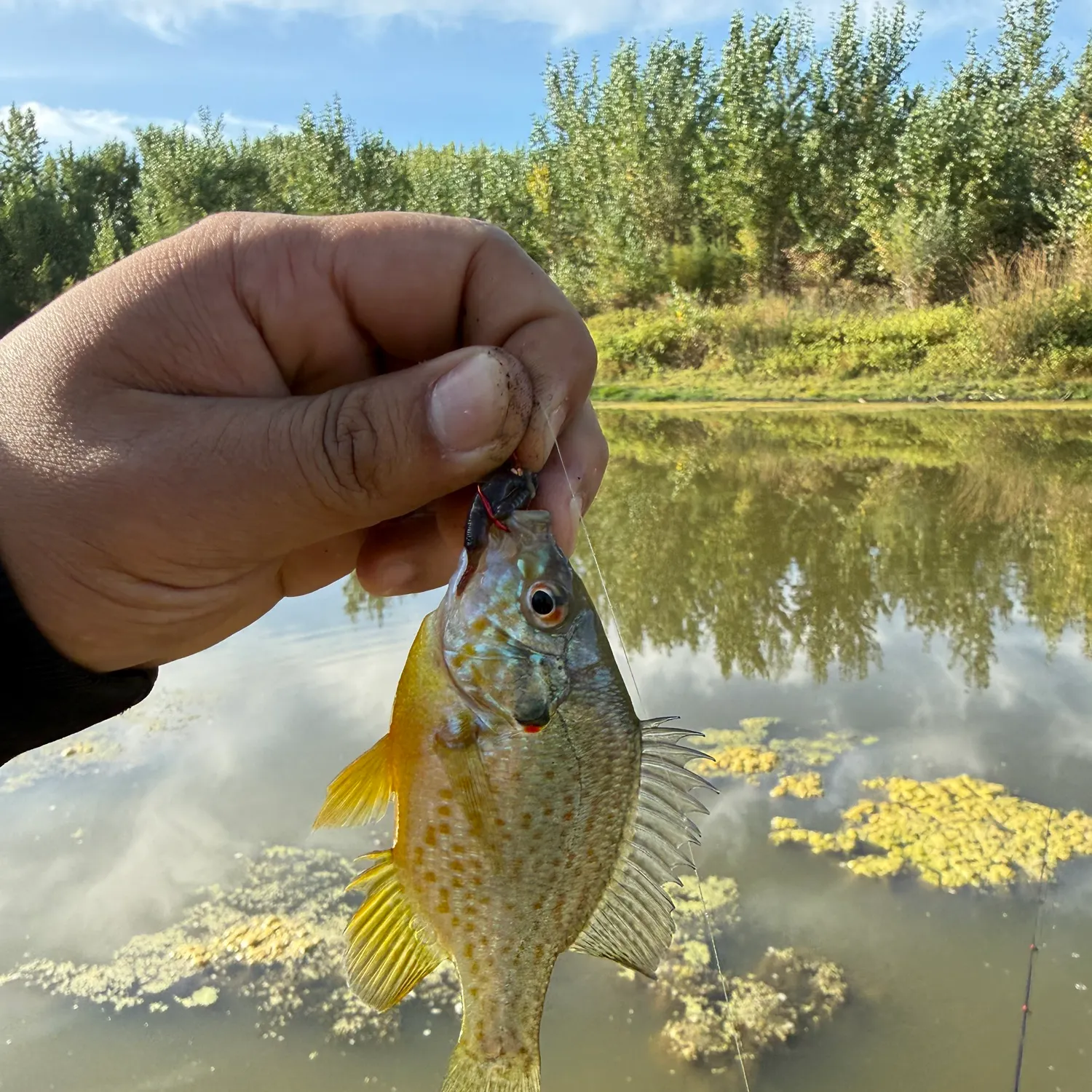 Pumpkinseed caught on Fishbrain