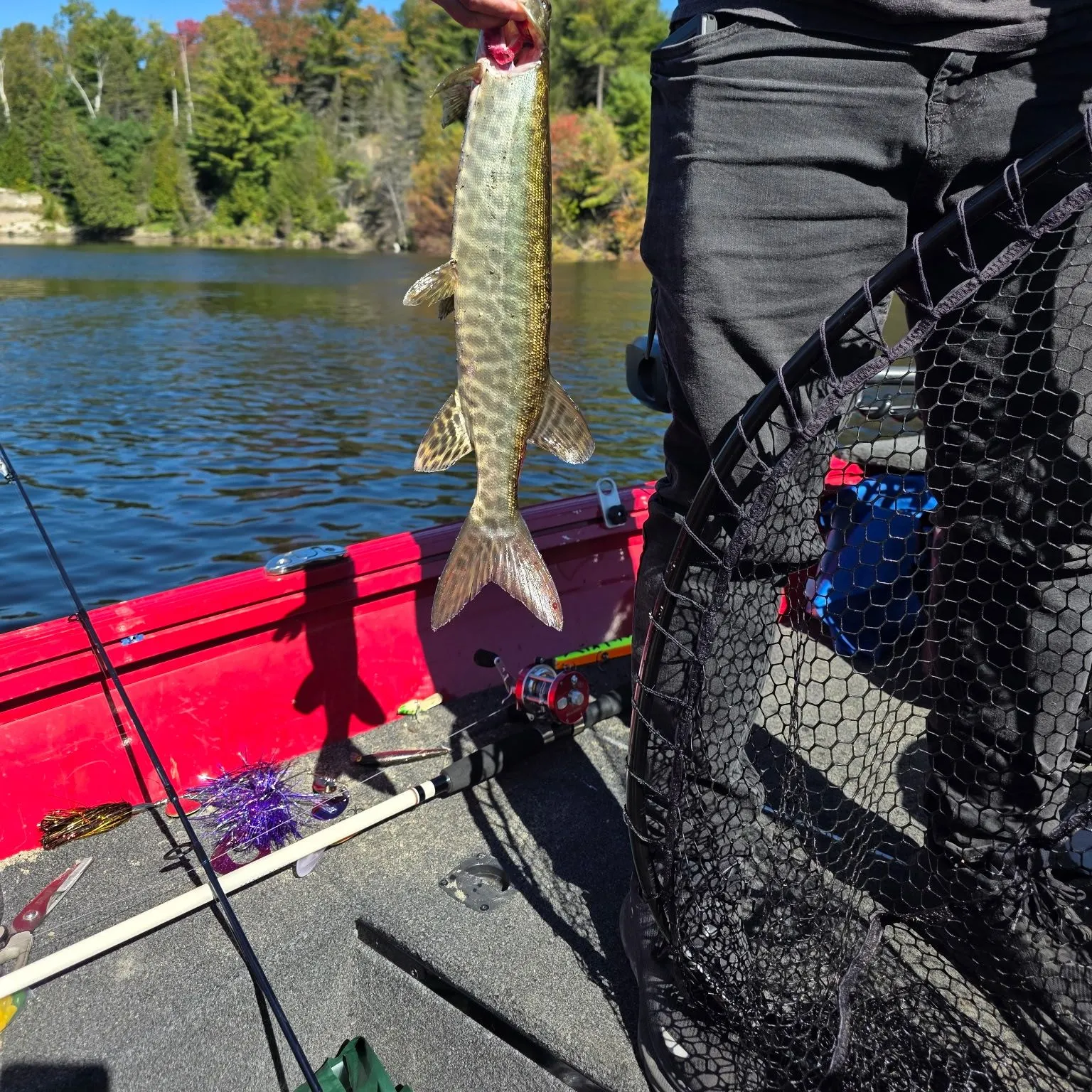Muskie caught on Fishbrain