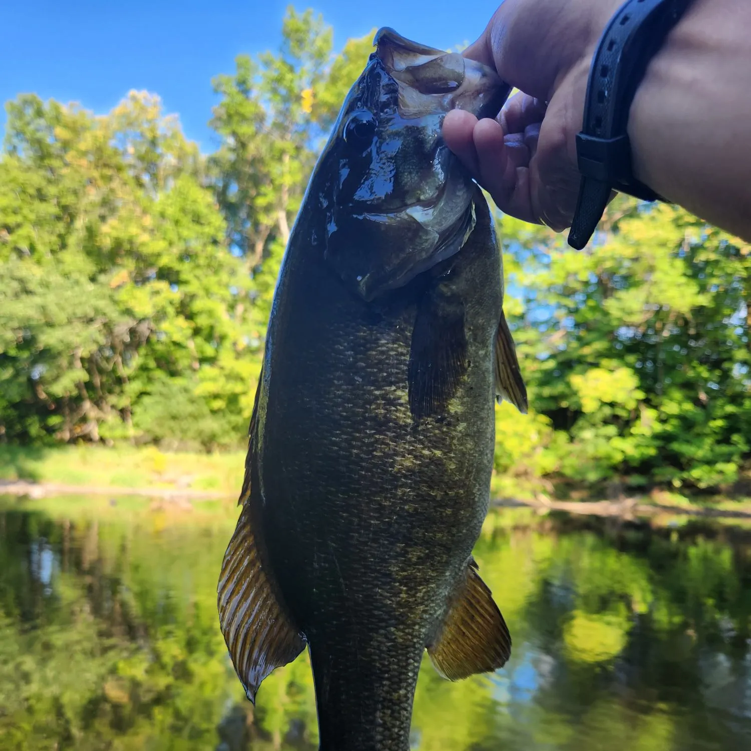 Smallmouth bass caught on Fishbrain