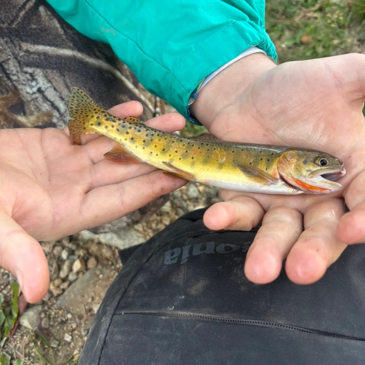 Colorado river cutthroat trout caught on Fishbrain