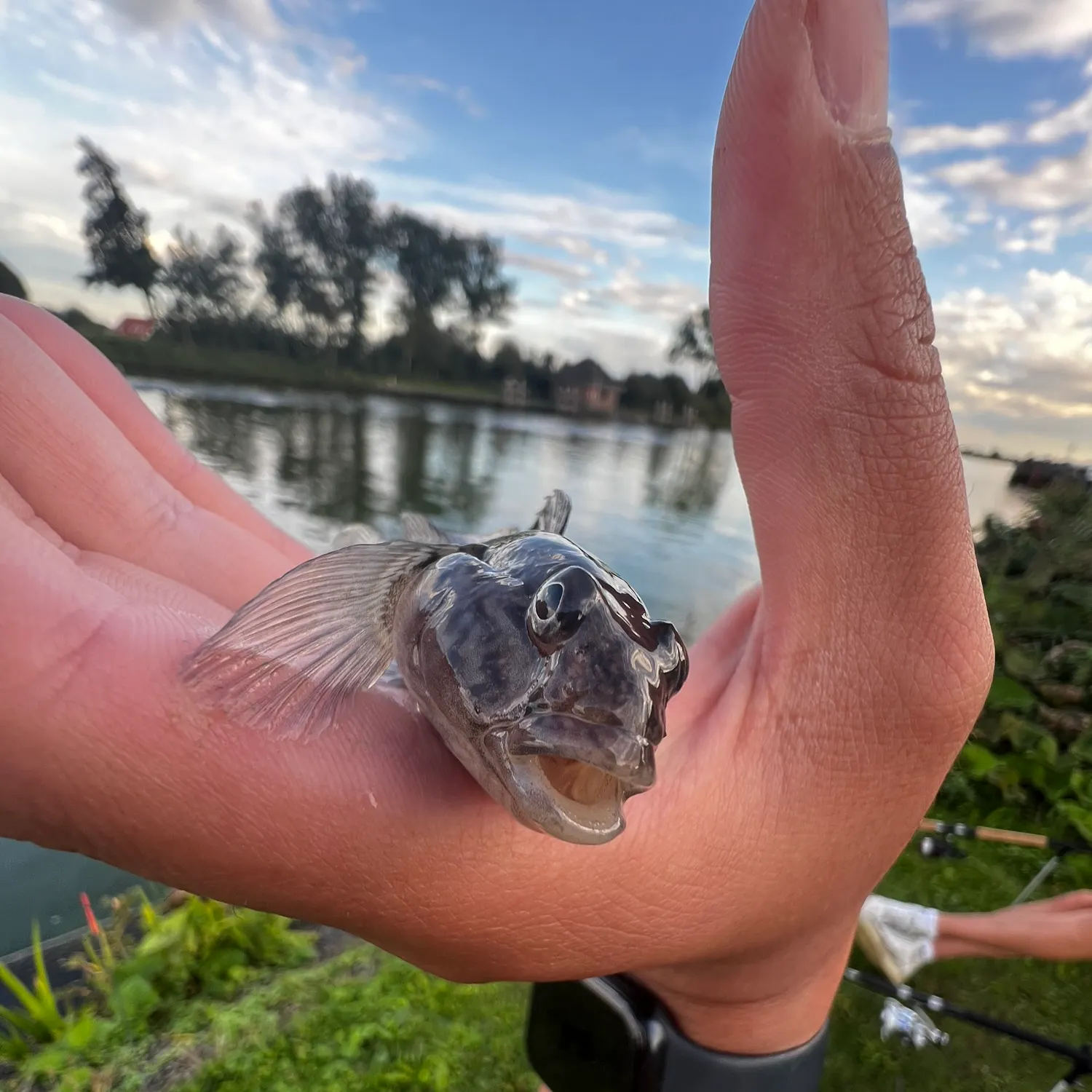 Round goby caught on Fishbrain