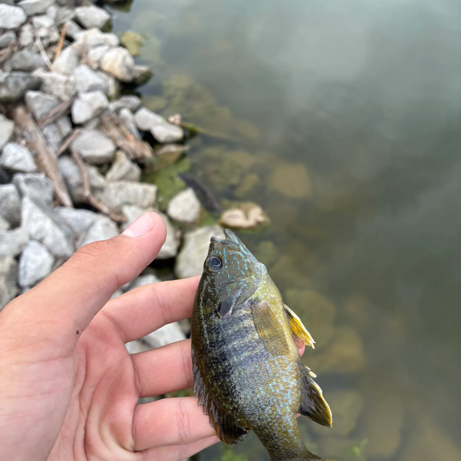 Green sunfish caught on Fishbrain