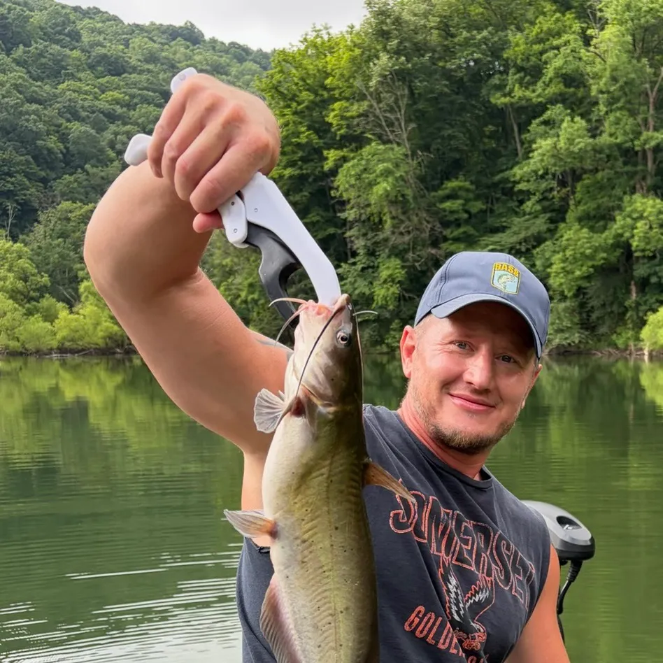 Channel catfish caught on Fishbrain
