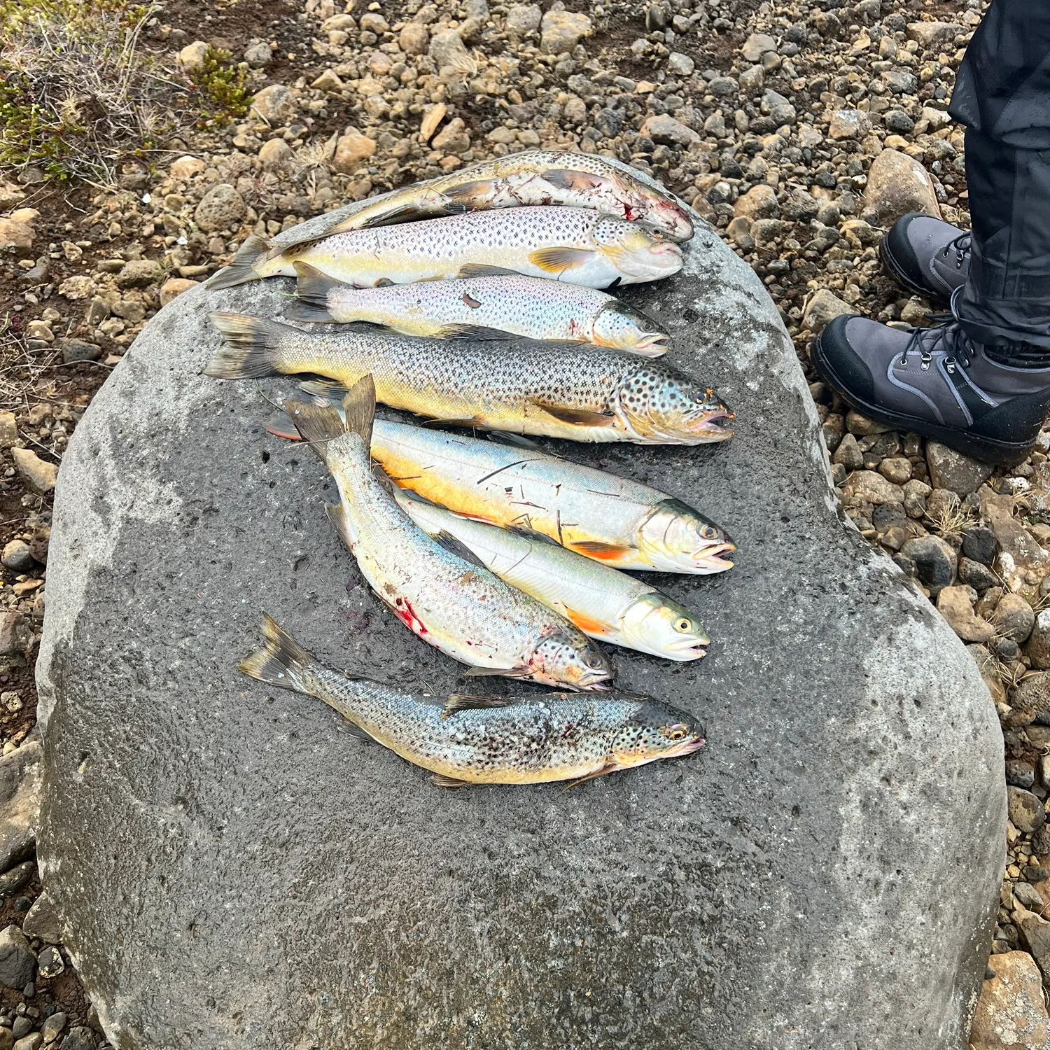 recently logged catches