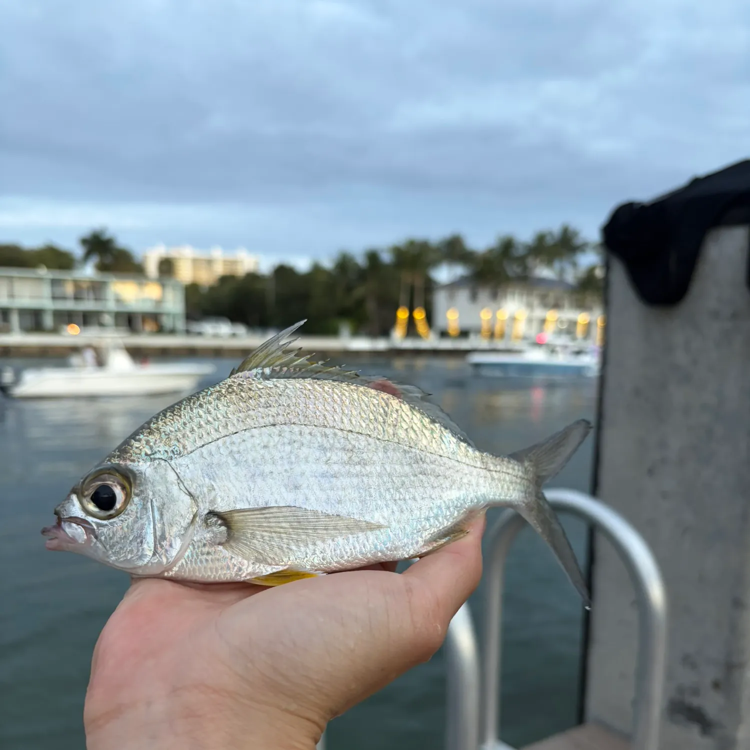 The most recent Yellowfin mojarra catches on Fishbrain