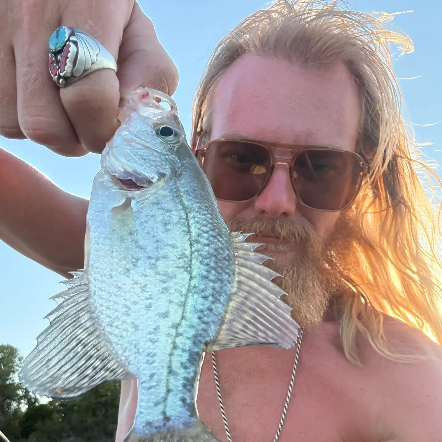 White crappie caught on Fishbrain