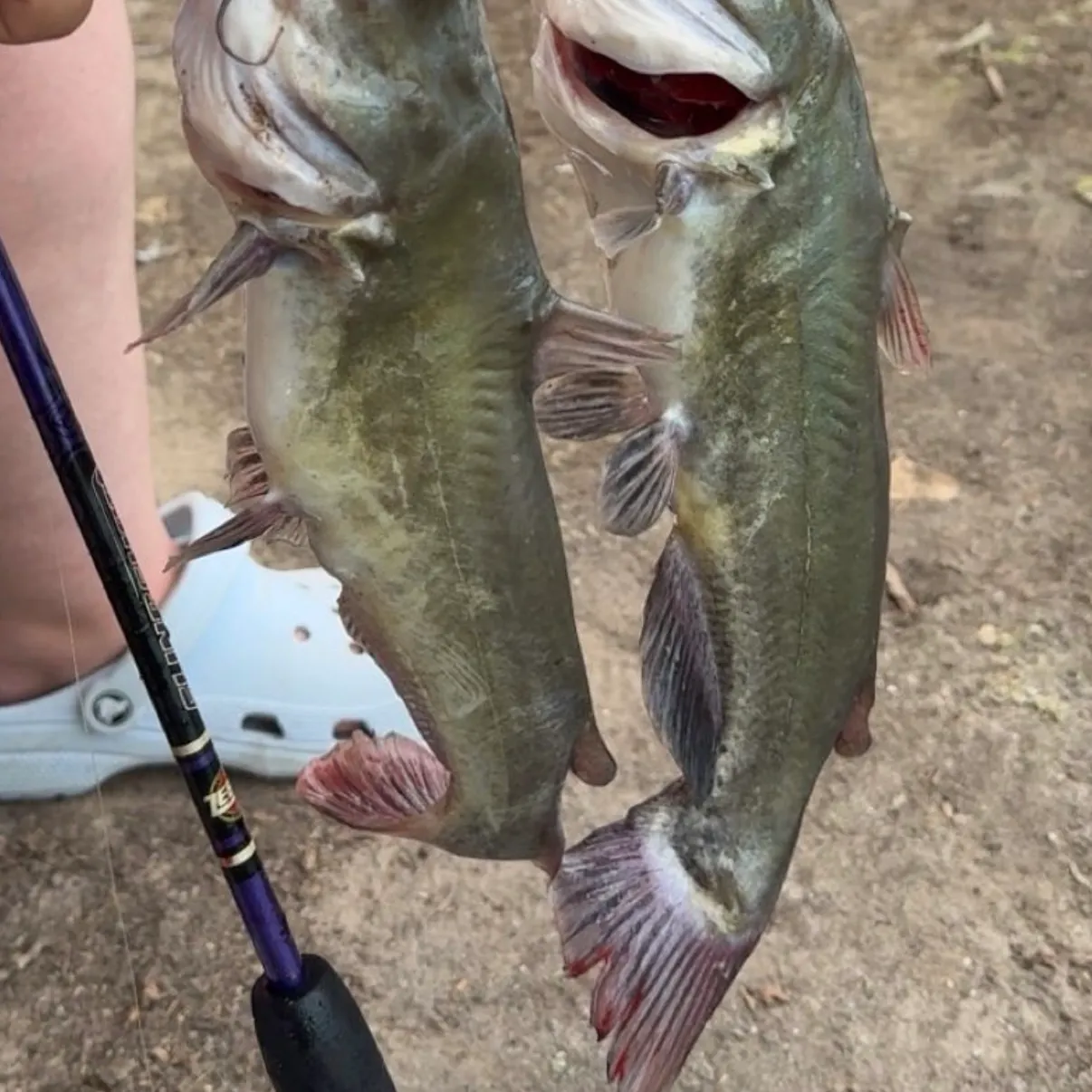 Black bullhead caught on Fishbrain