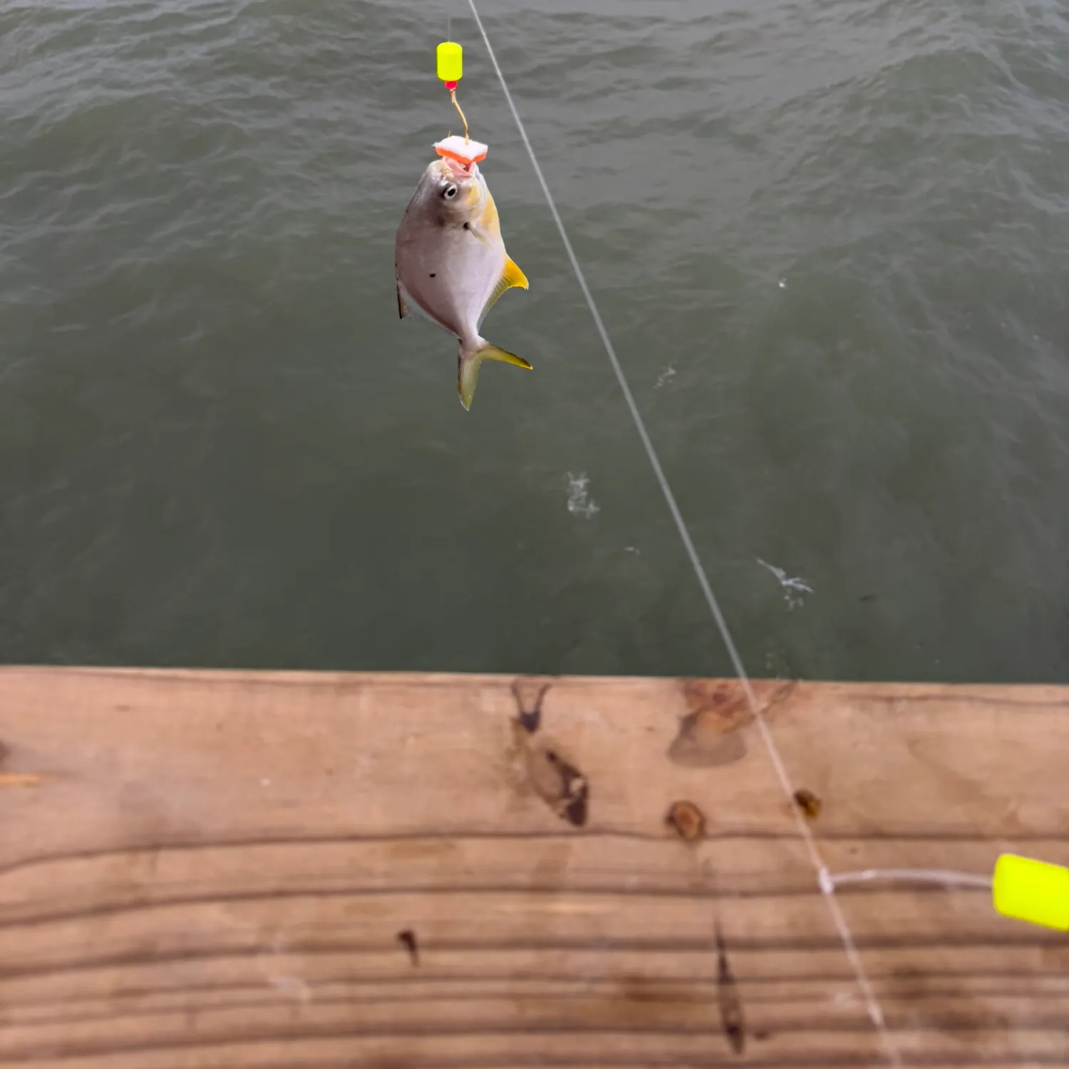 The most recent Southern pompano catches on Fishbrain