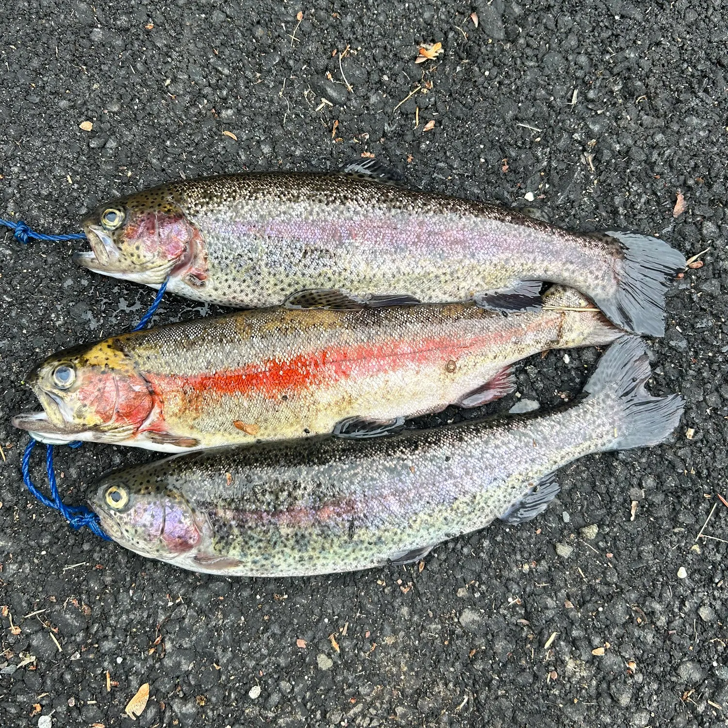 recently logged catches