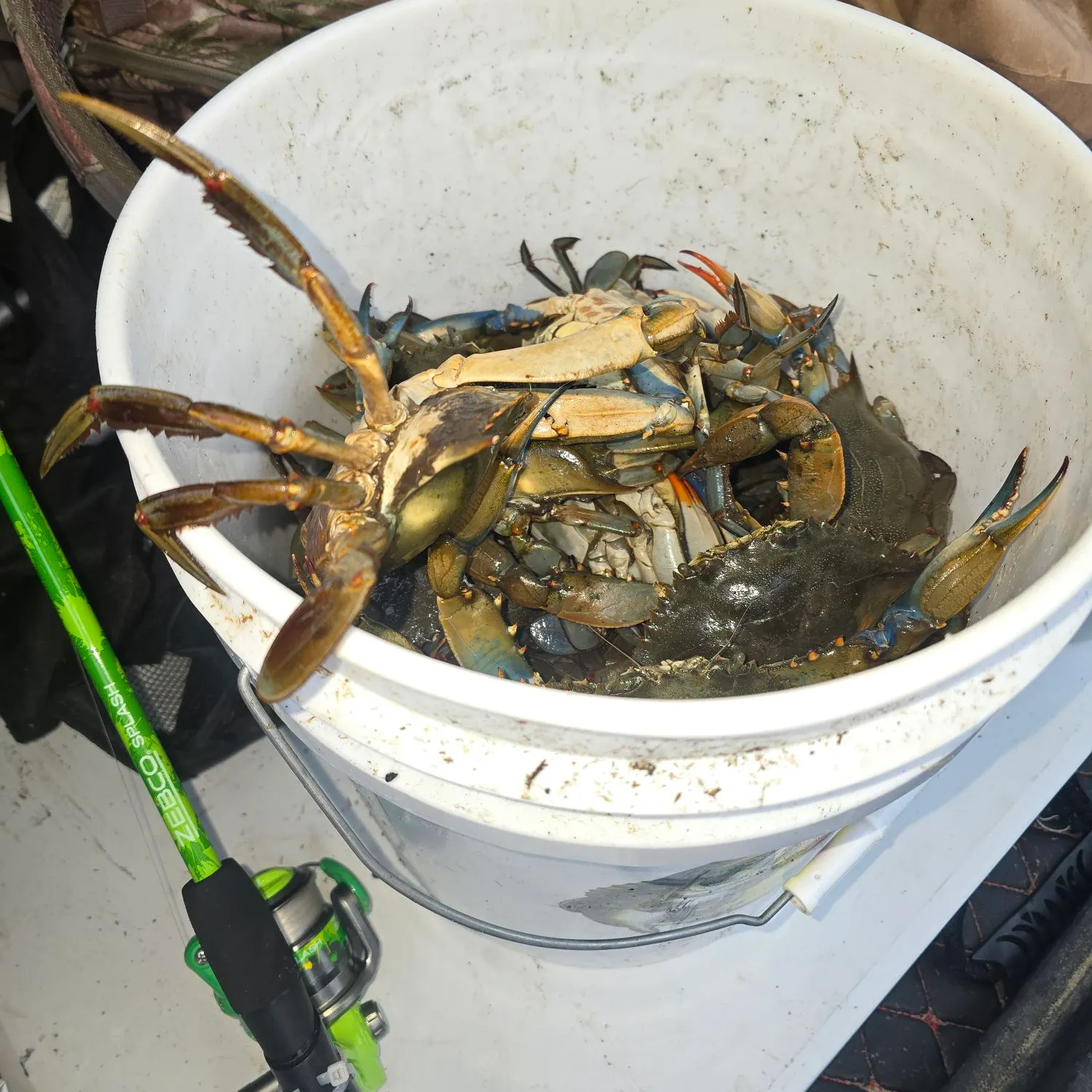 Blue crab caught on Fishbrain