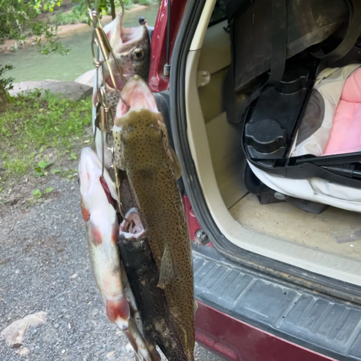 recently logged catches