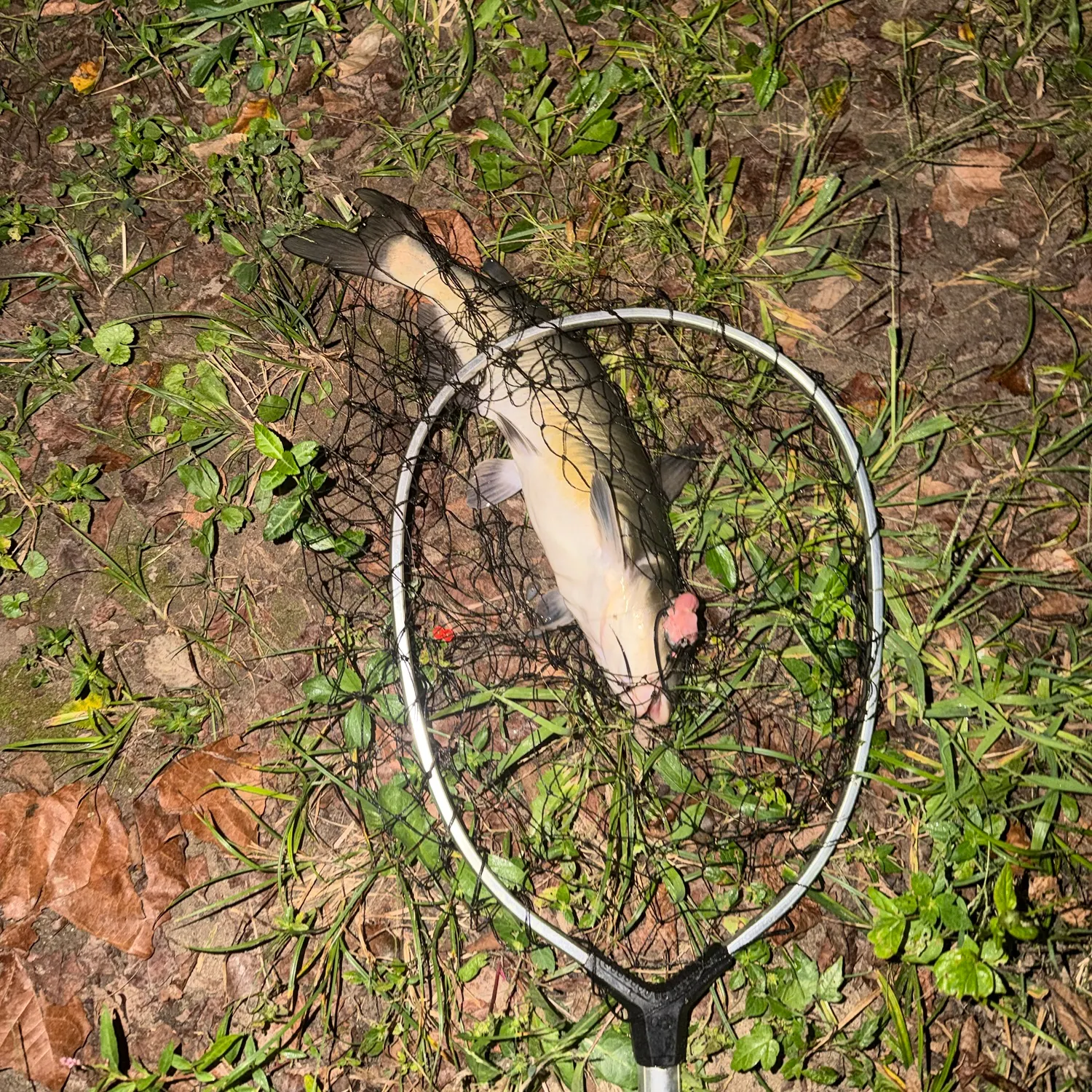 Channel catfish caught on Fishbrain
