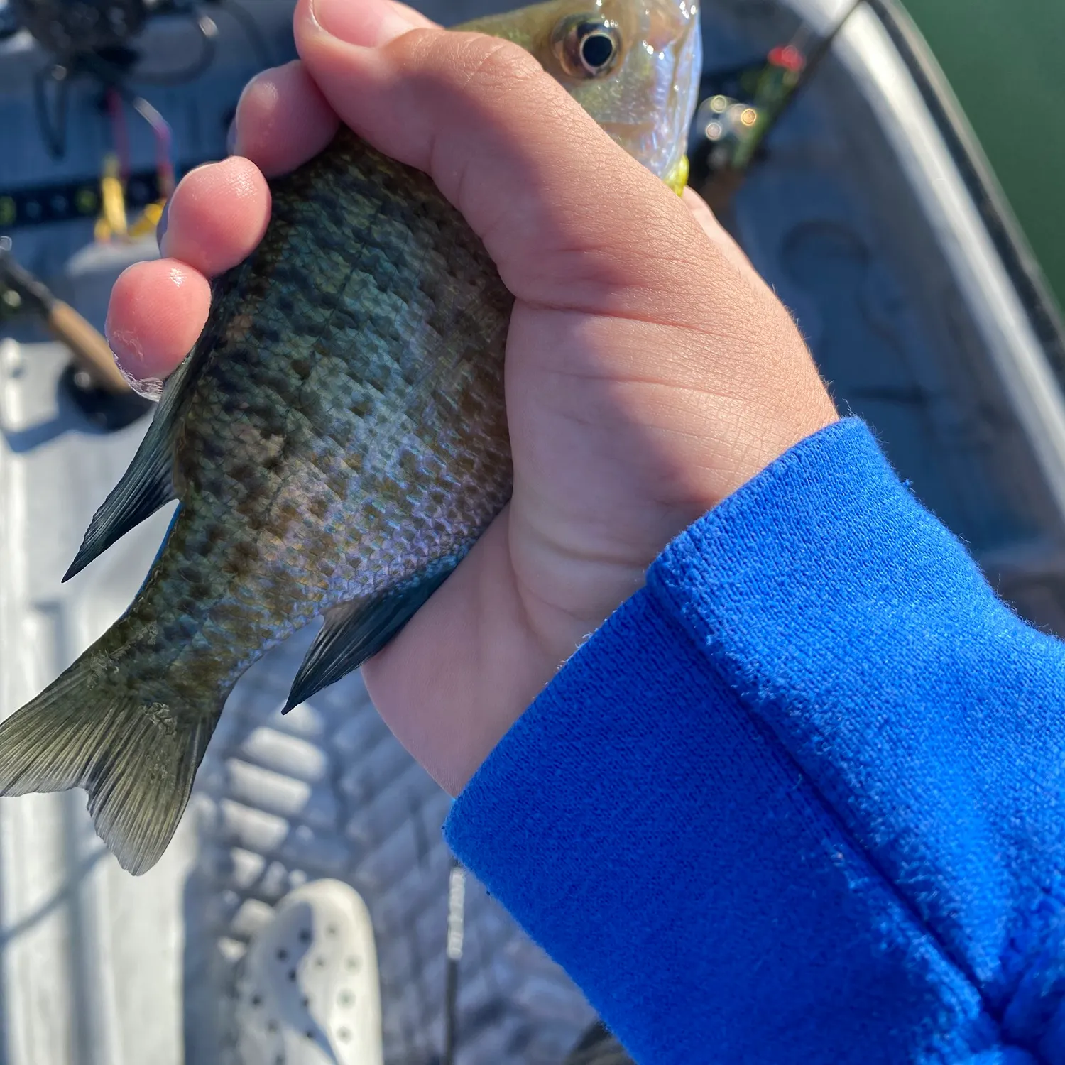 Bluegill caught on Fishbrain