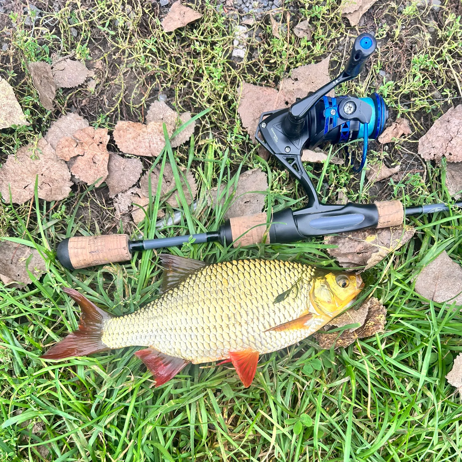 Common rudd caught on Fishbrain