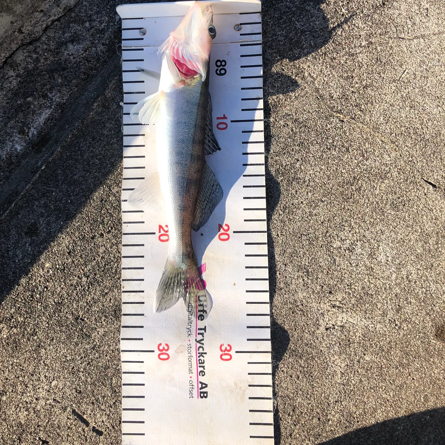 Zander caught on Fishbrain
