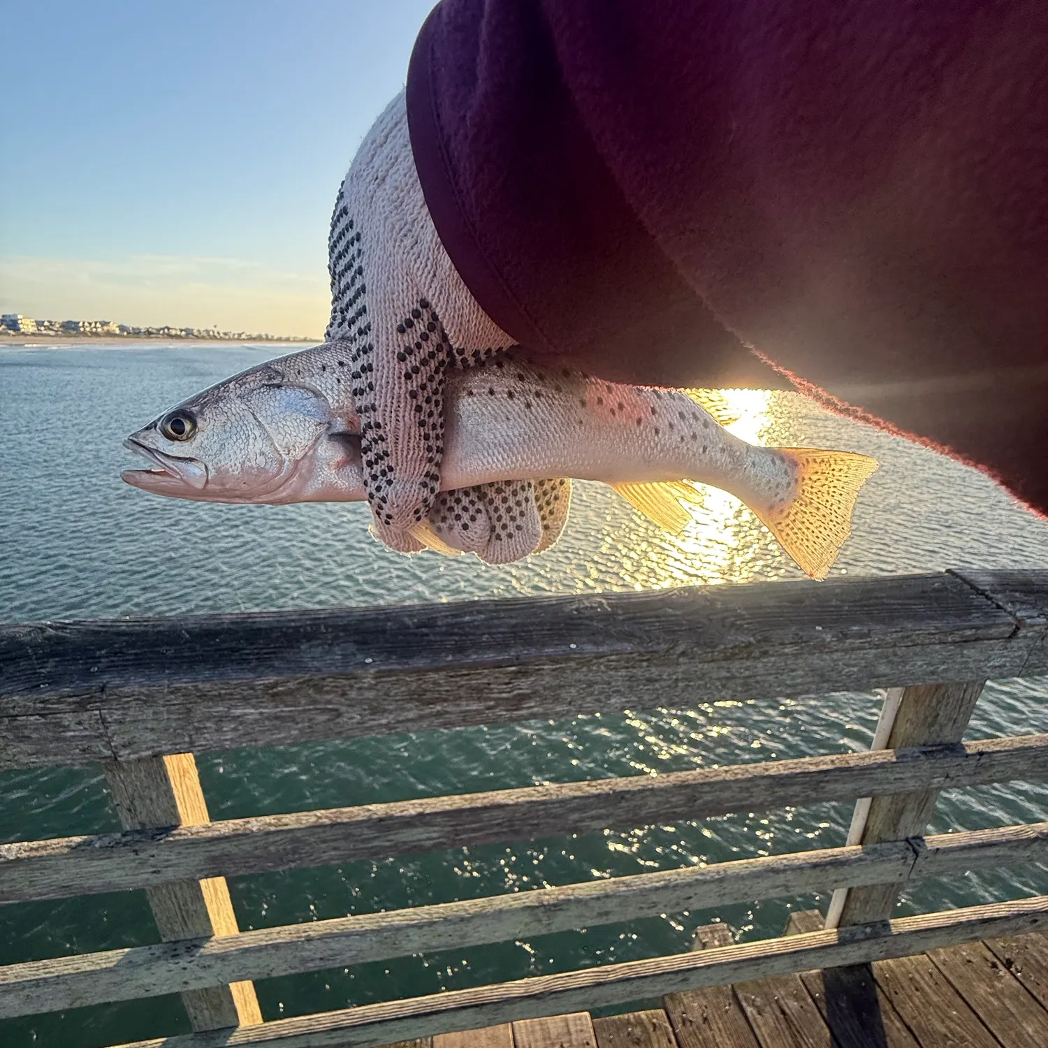 Spotted seatrout caught on Fishbrain