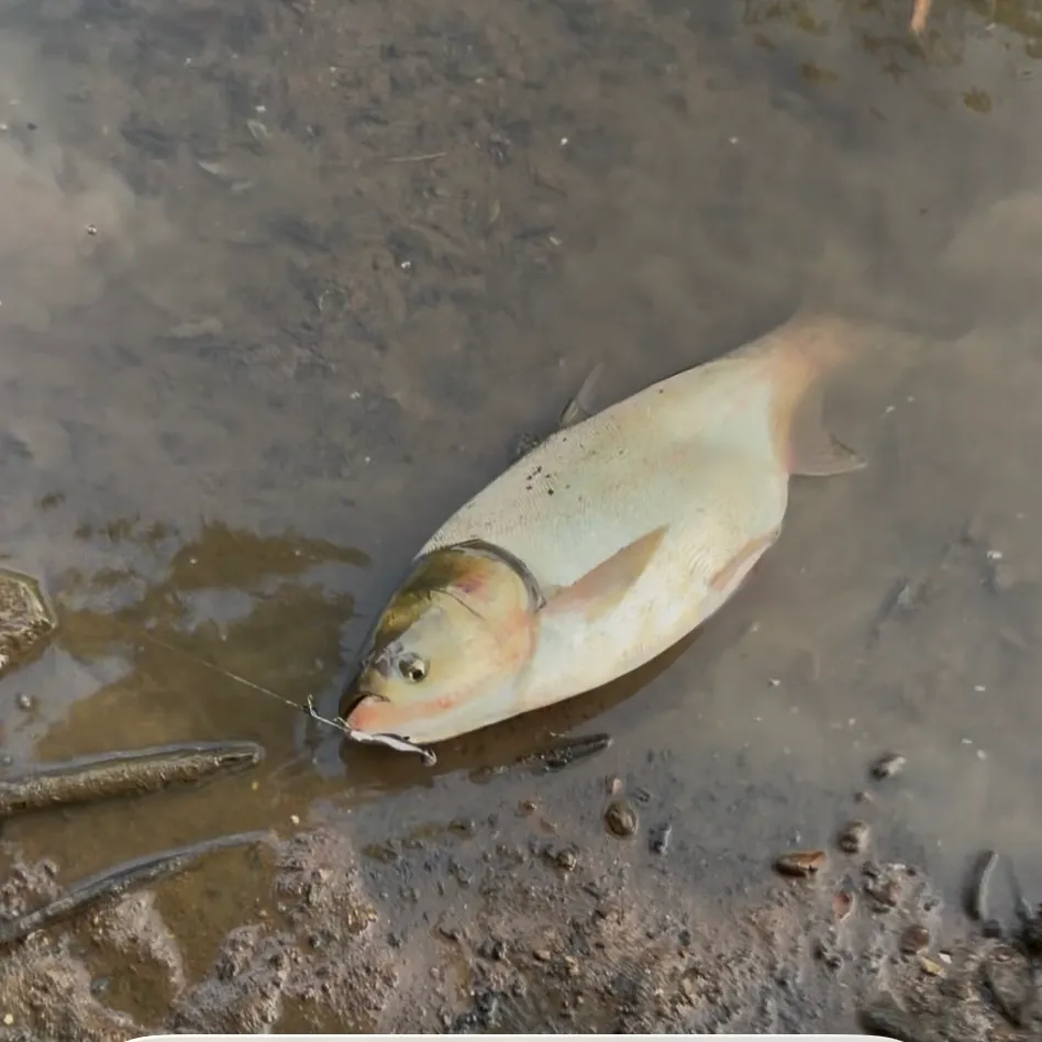 Silver carp caught on Fishbrain