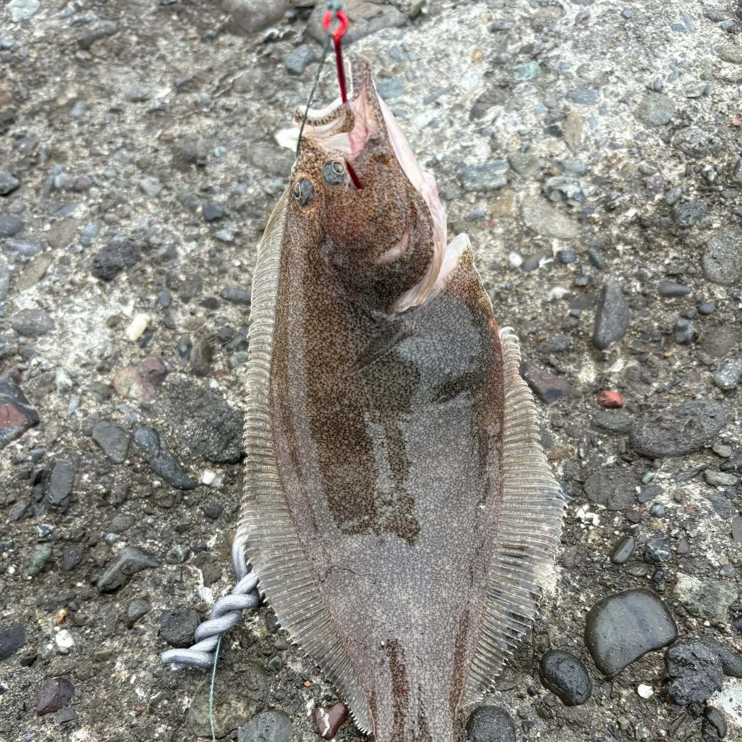 The most recent California halibut catches on Fishbrain