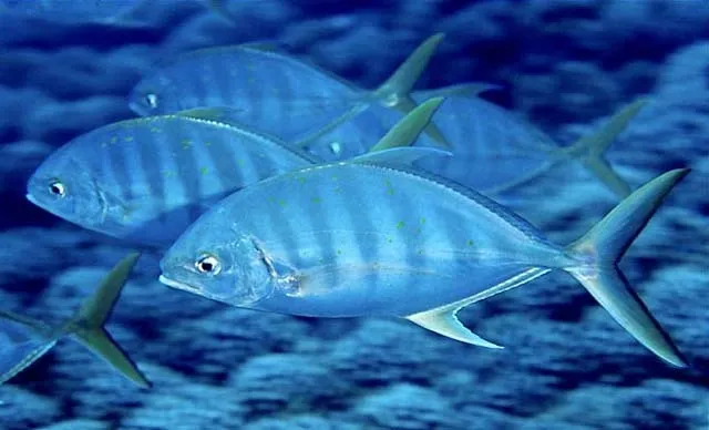 Blue trevally