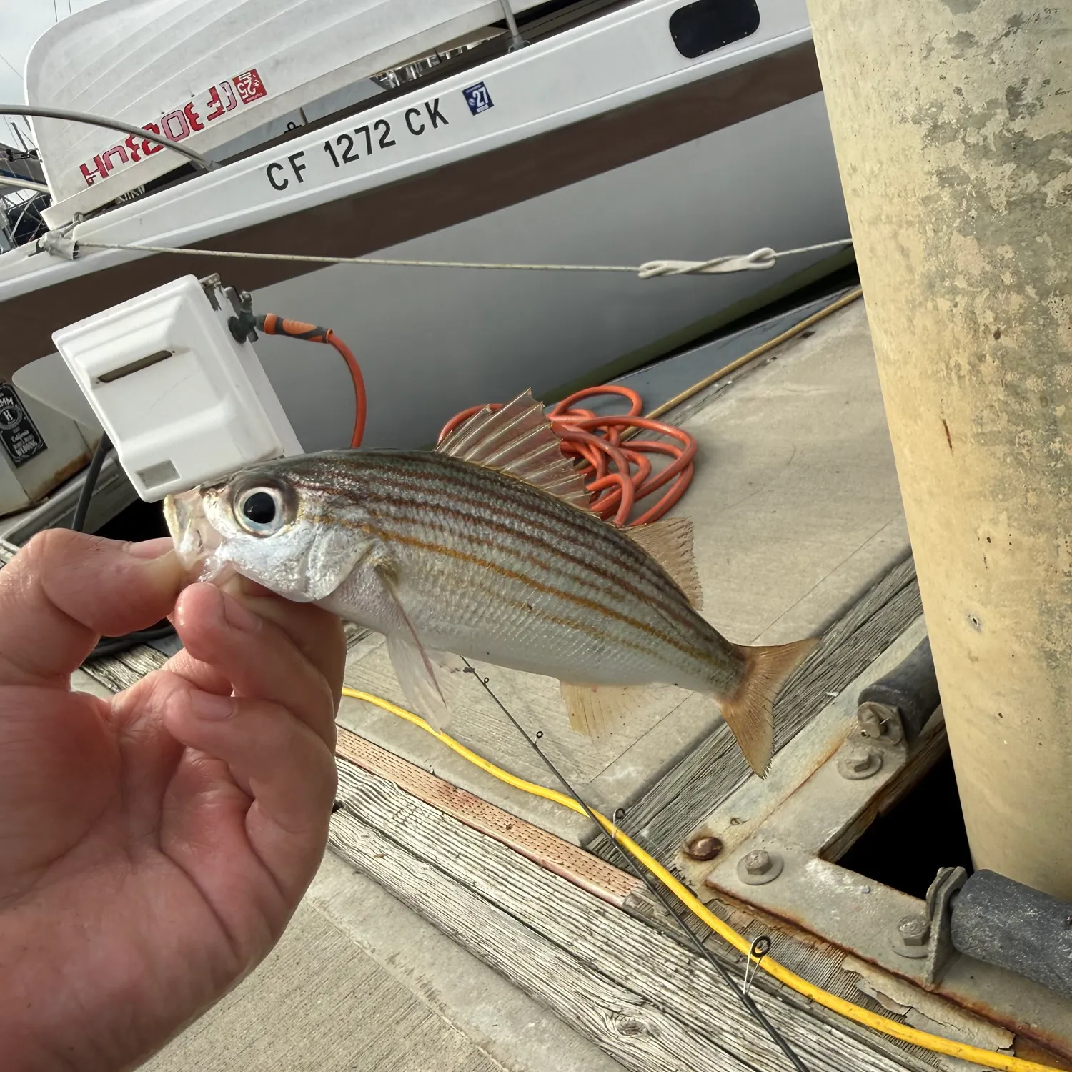 The most recent Salema porgy catches on Fishbrain