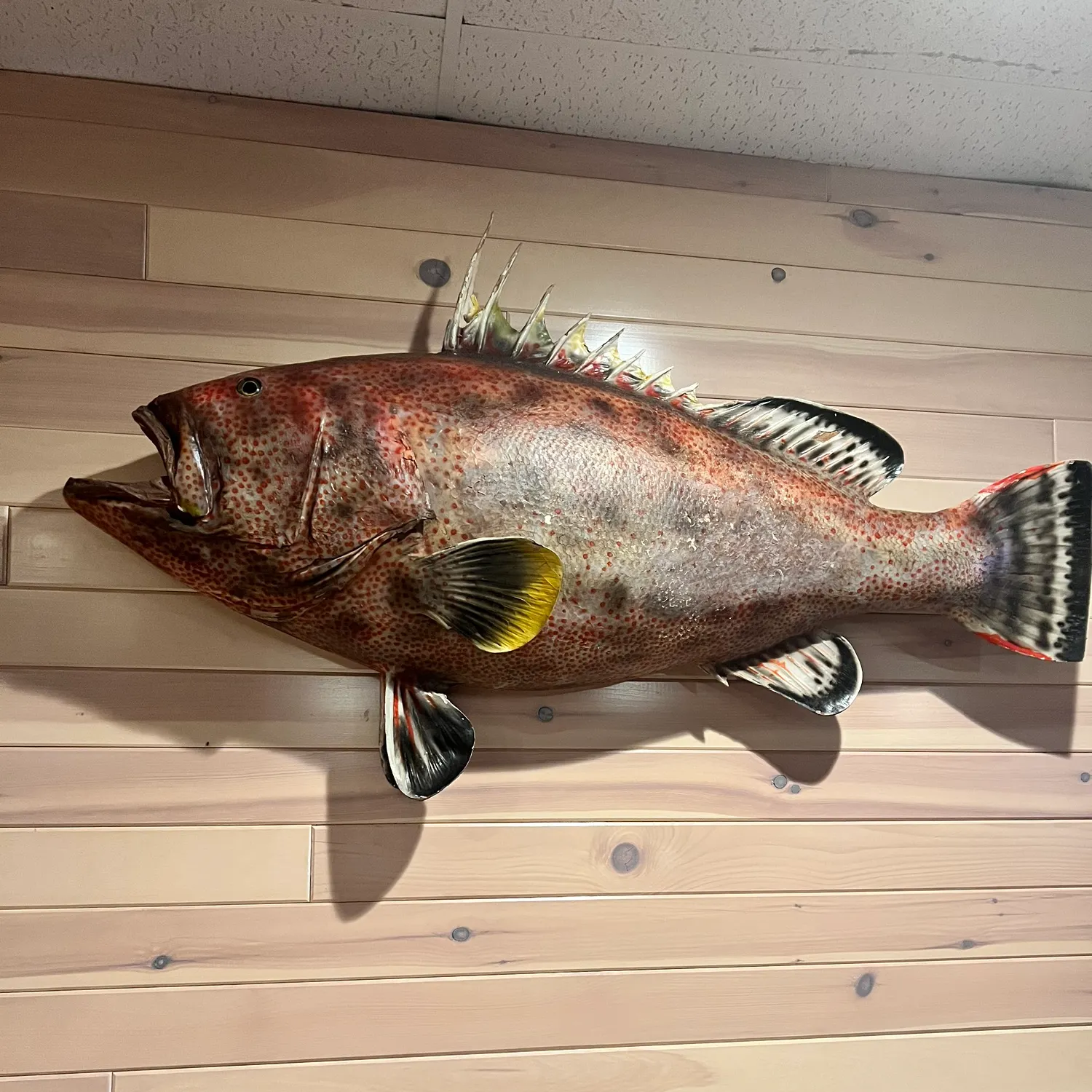 Fish caught on Fishbrain