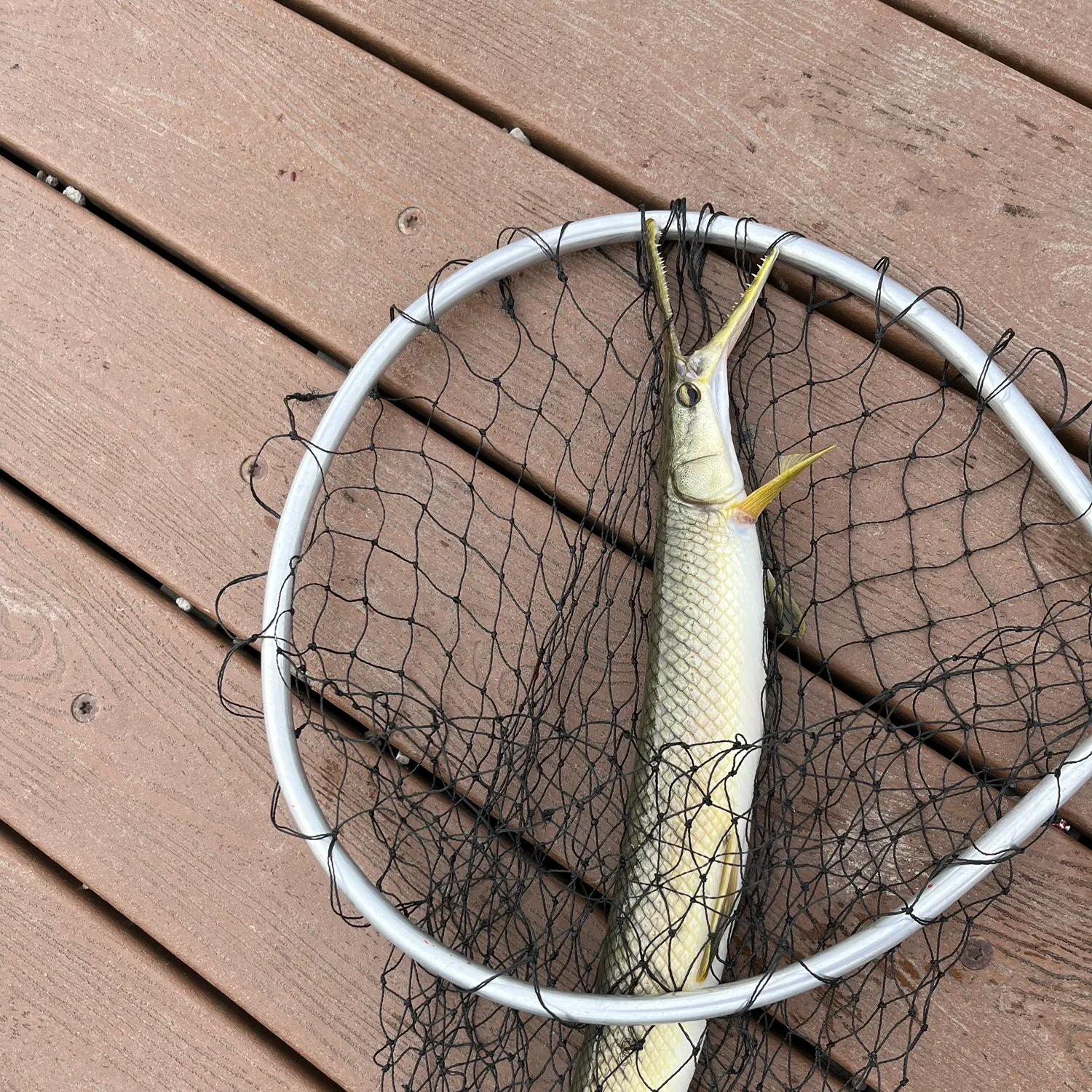 The most recent Shortnose gar catches on Fishbrain