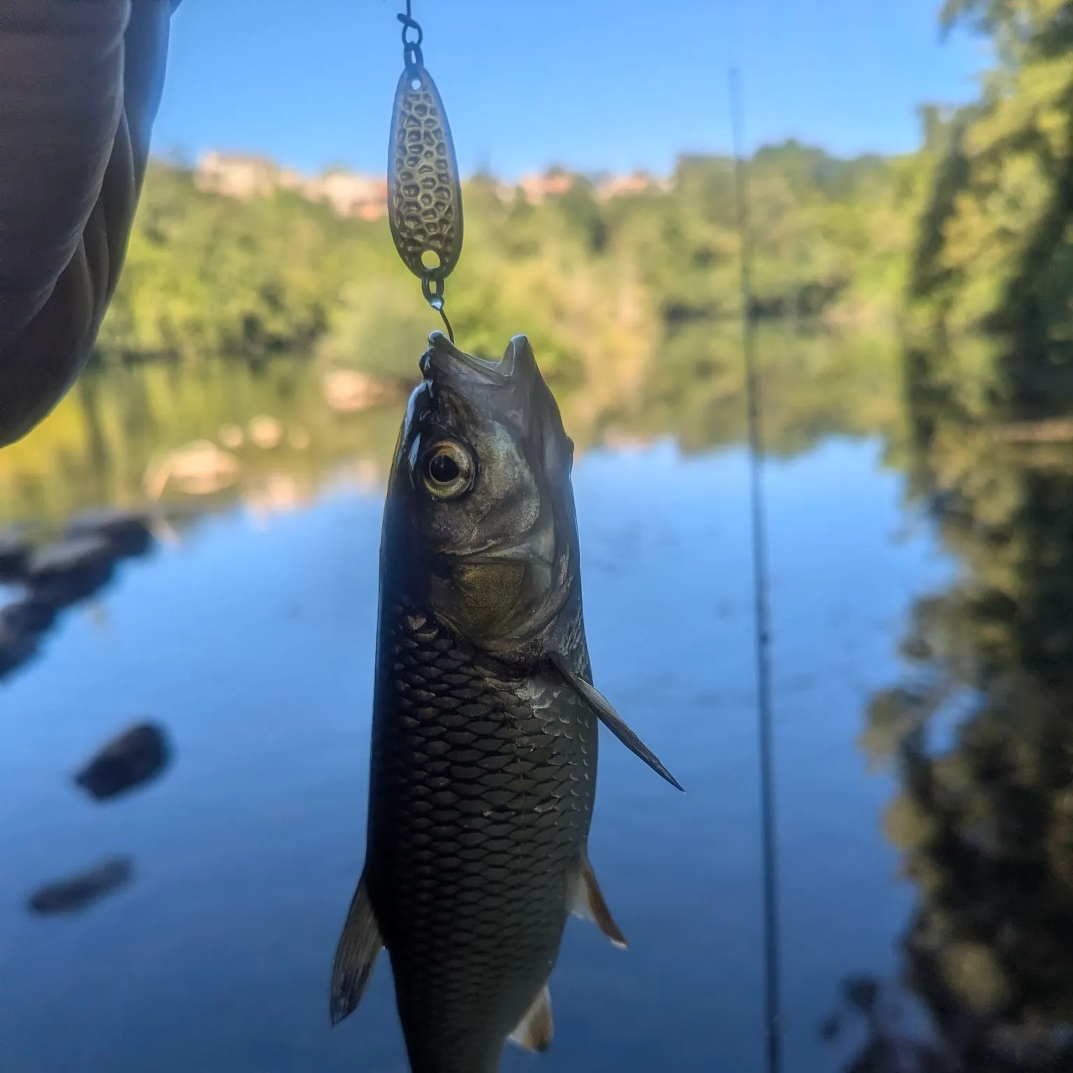 European chub caught on Fishbrain