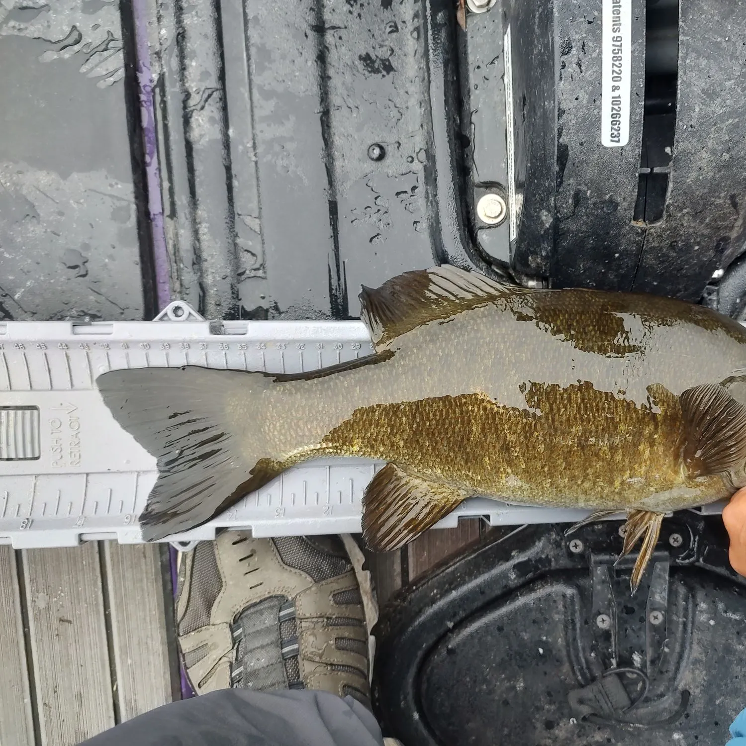 Smallmouth bass caught on Fishbrain