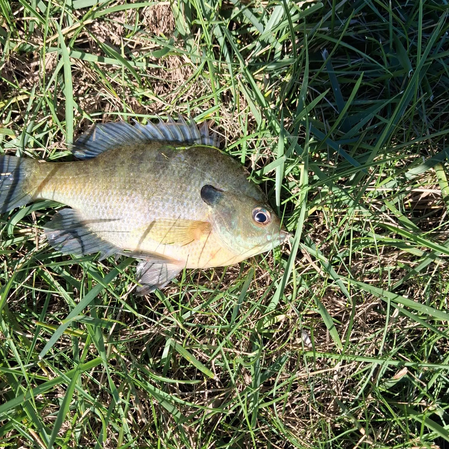 Bluegill caught on Fishbrain